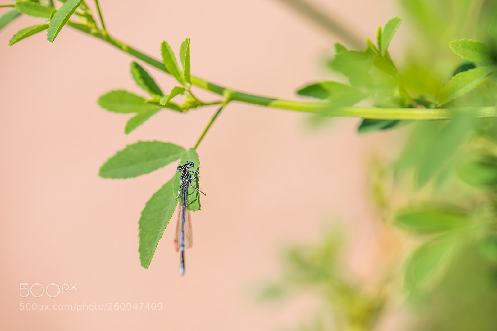 Nikon D810 sample photo. On the leaf photography