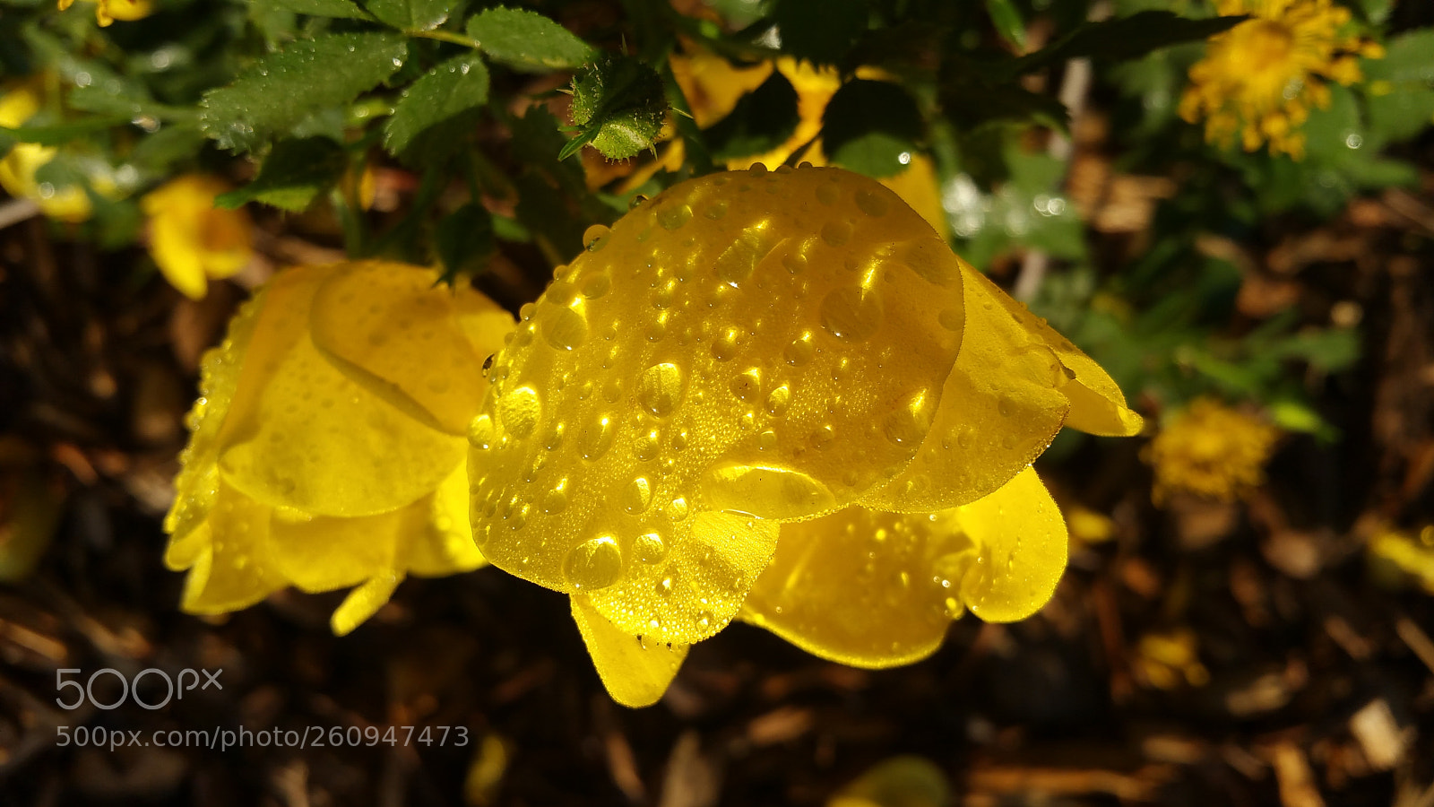 Samsung Galaxy Note4 sample photo. Wet gold photography