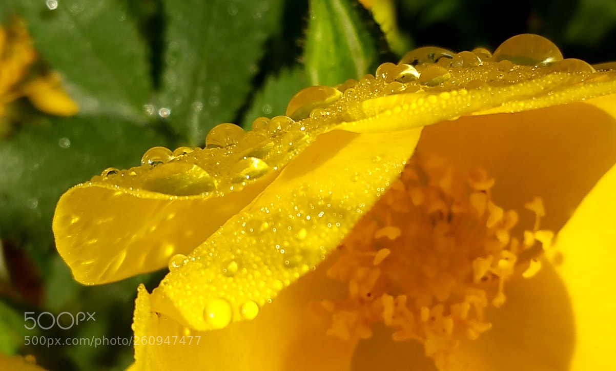 Samsung Galaxy Note4 sample photo. Petal puddles photography