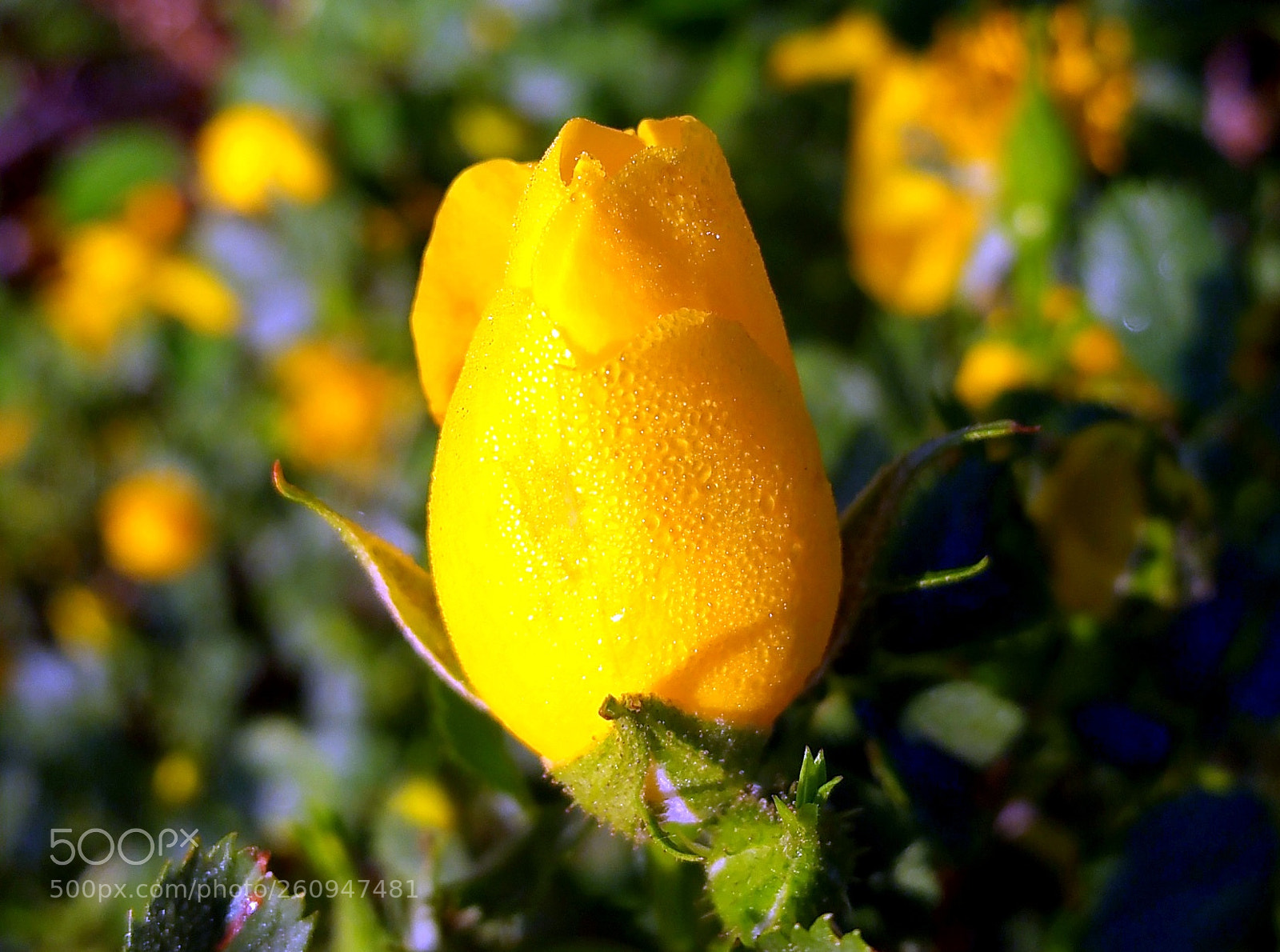 Samsung Galaxy Note4 sample photo. Yellow rose bud photography
