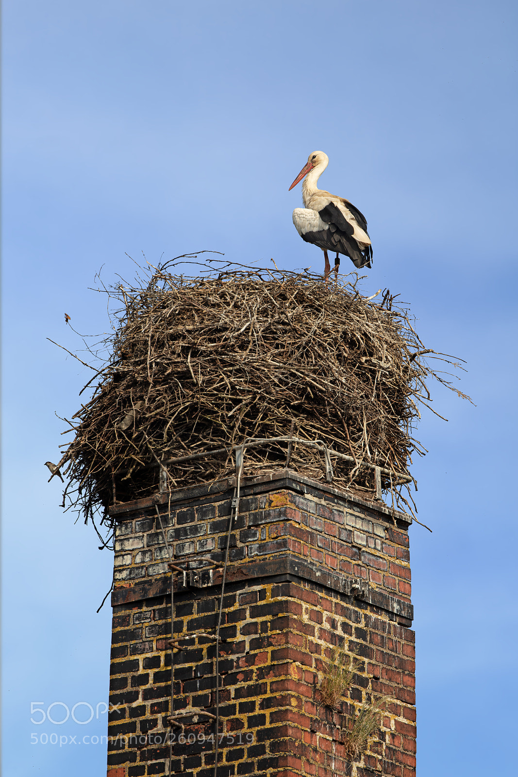 Canon EOS 5DS R sample photo. White stork in its photography