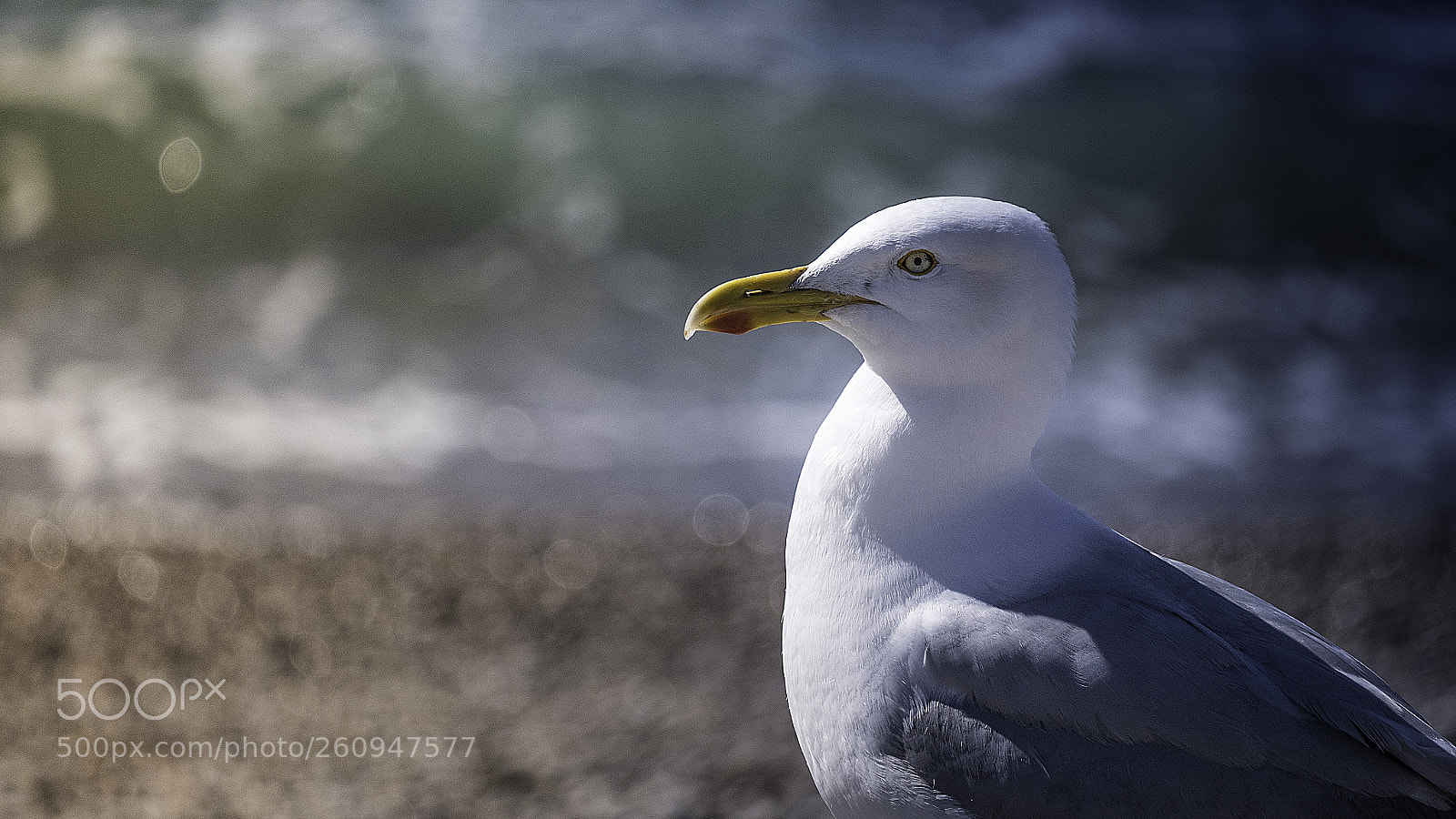 Panasonic Lumix DMC-GX85 (Lumix DMC-GX80 / Lumix DMC-GX7 Mark II) sample photo. Seagull in color photography