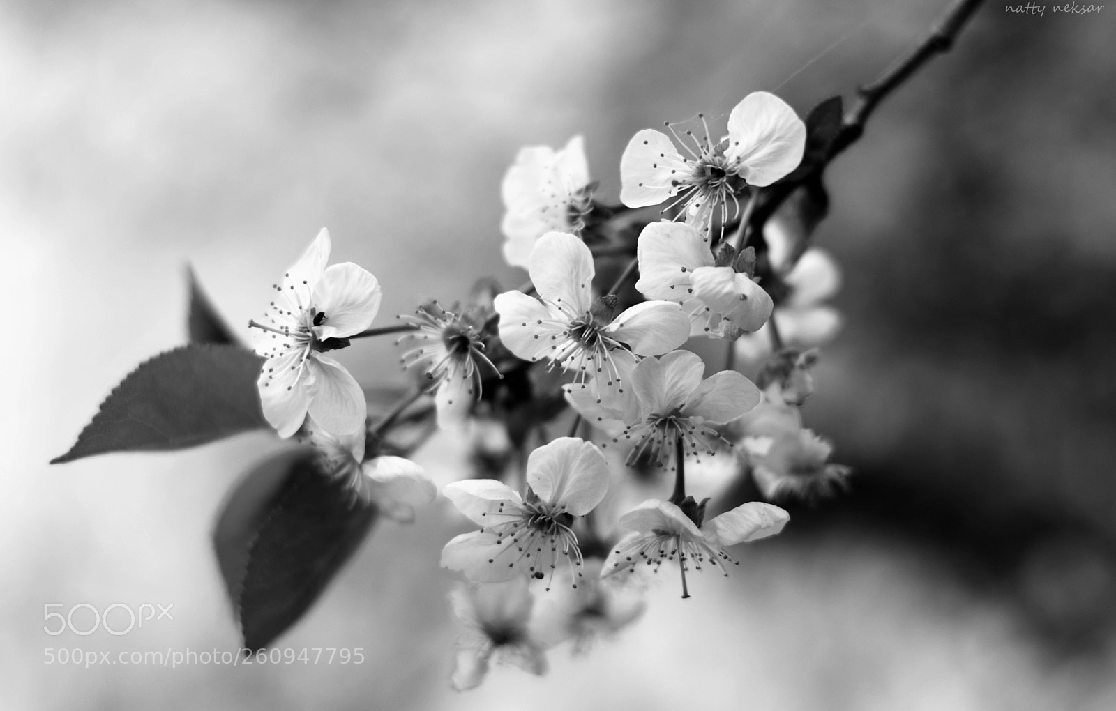 Nikon D5300 sample photo. #springtime...3 b&w photography