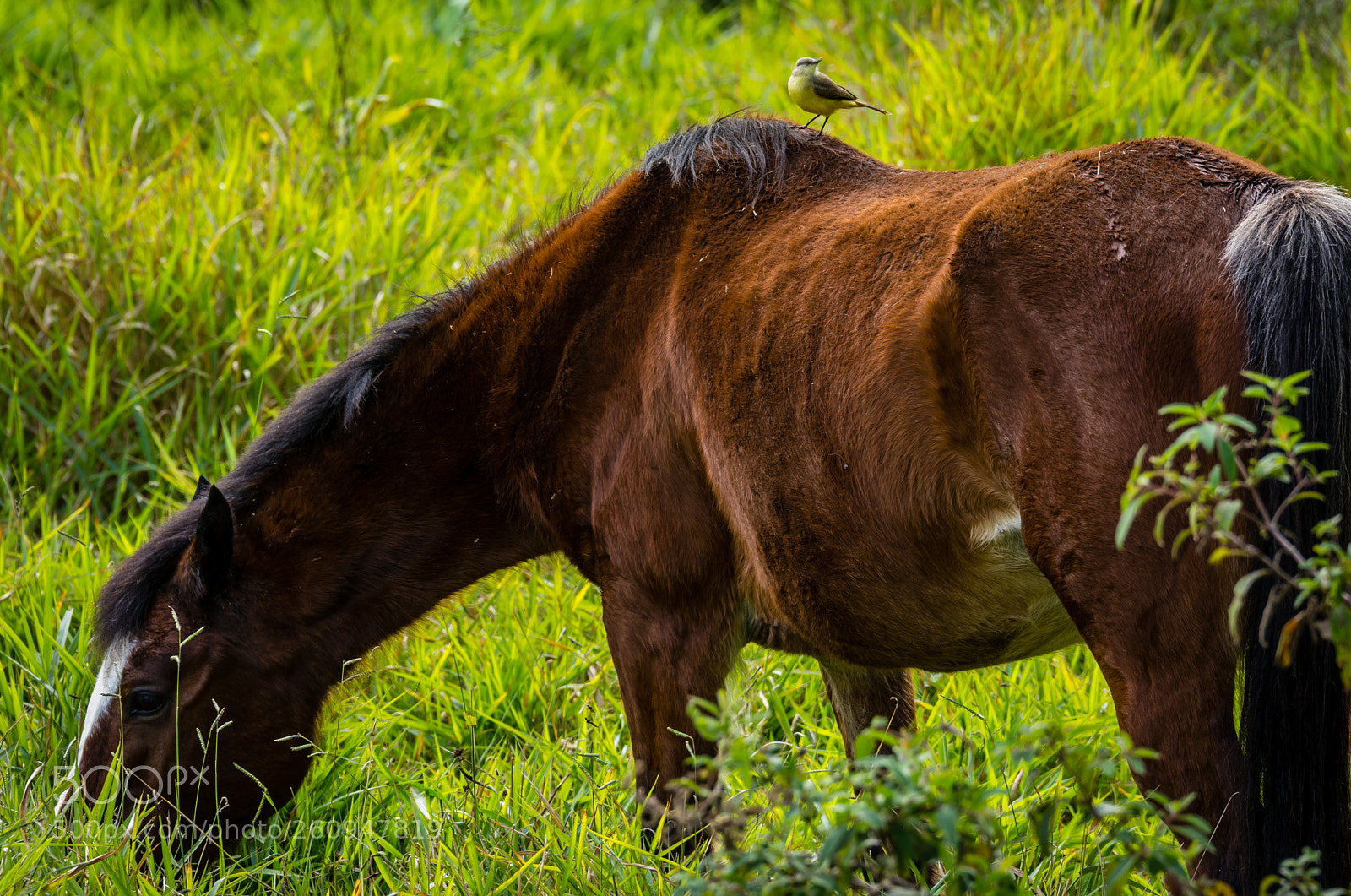 Nikon D7100 sample photo. A new friend photography