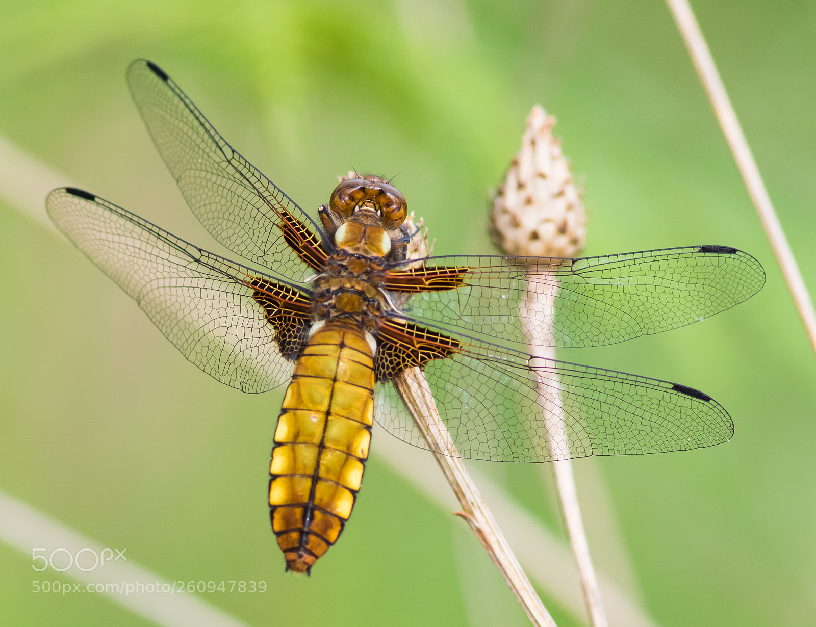 Canon EOS 7D Mark II sample photo. Broad-bodied chaser photography