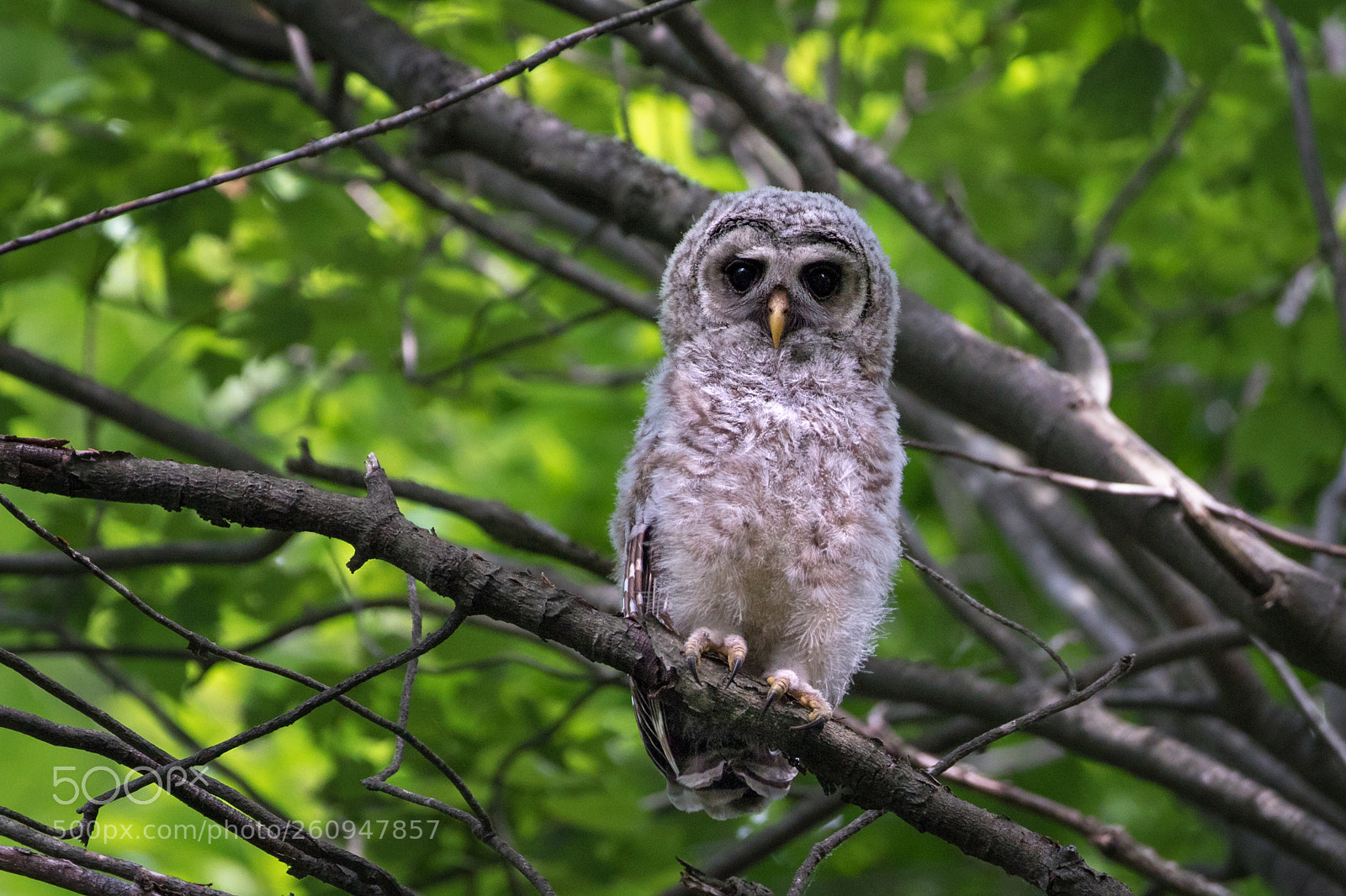 Canon EOS 7D Mark II sample photo. Barred owlet photography