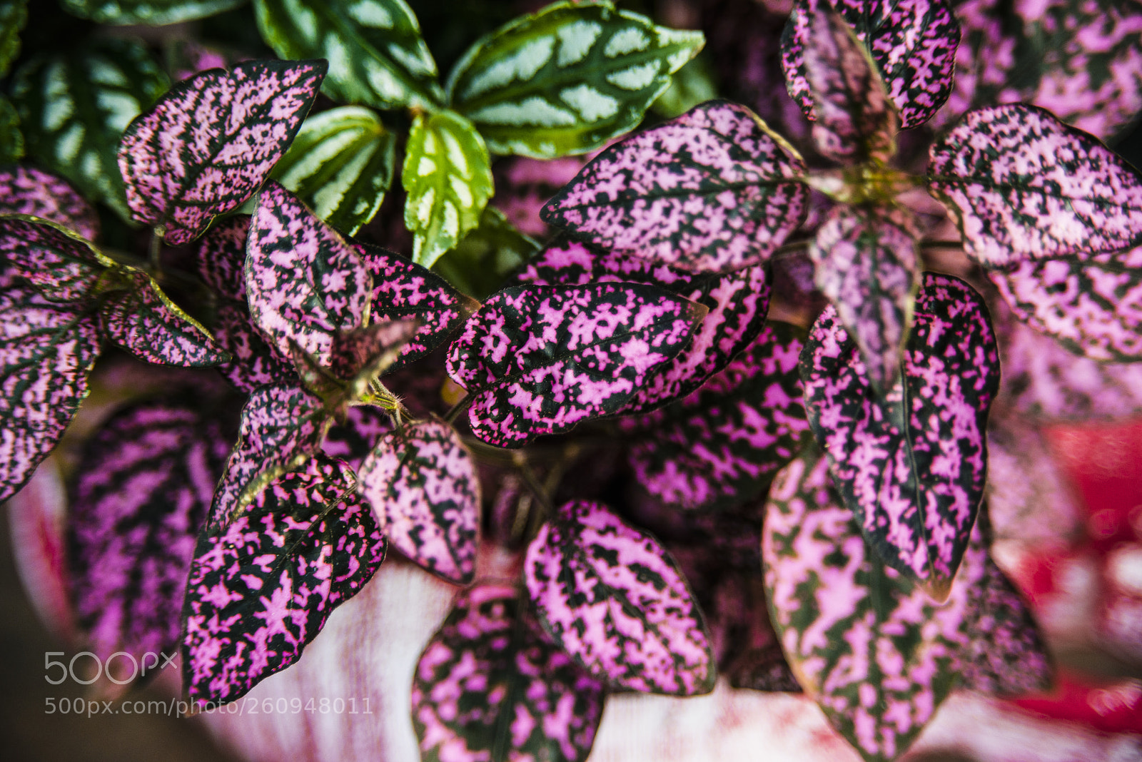 Nikon D800 sample photo. Pink leafs photography