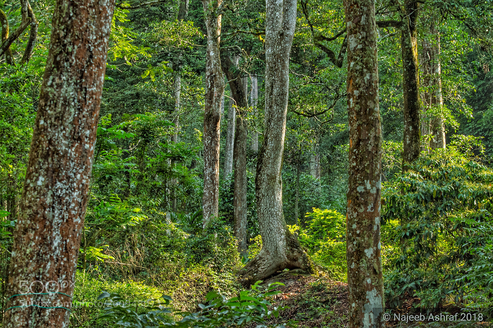 Nikon D3200 sample photo. World environment day photography