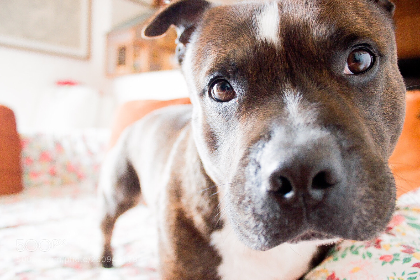 Canon EOS 550D (EOS Rebel T2i / EOS Kiss X4) sample photo. Beautiful eyes photography