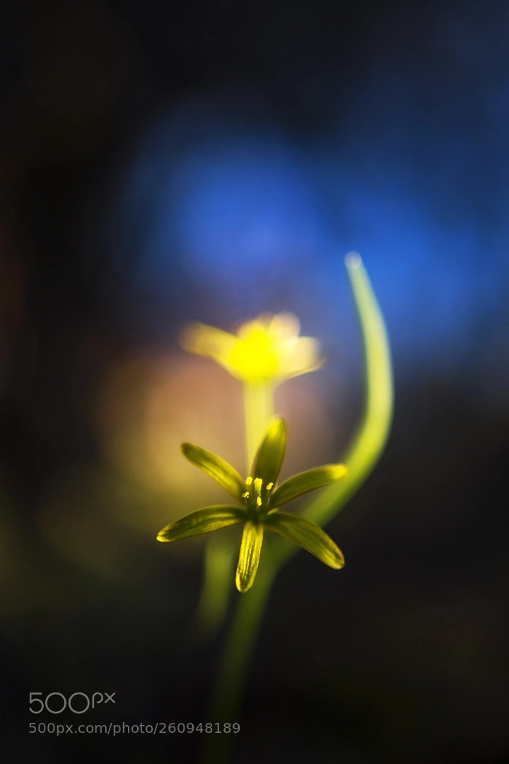 Nikon D5500 sample photo. Evening photography