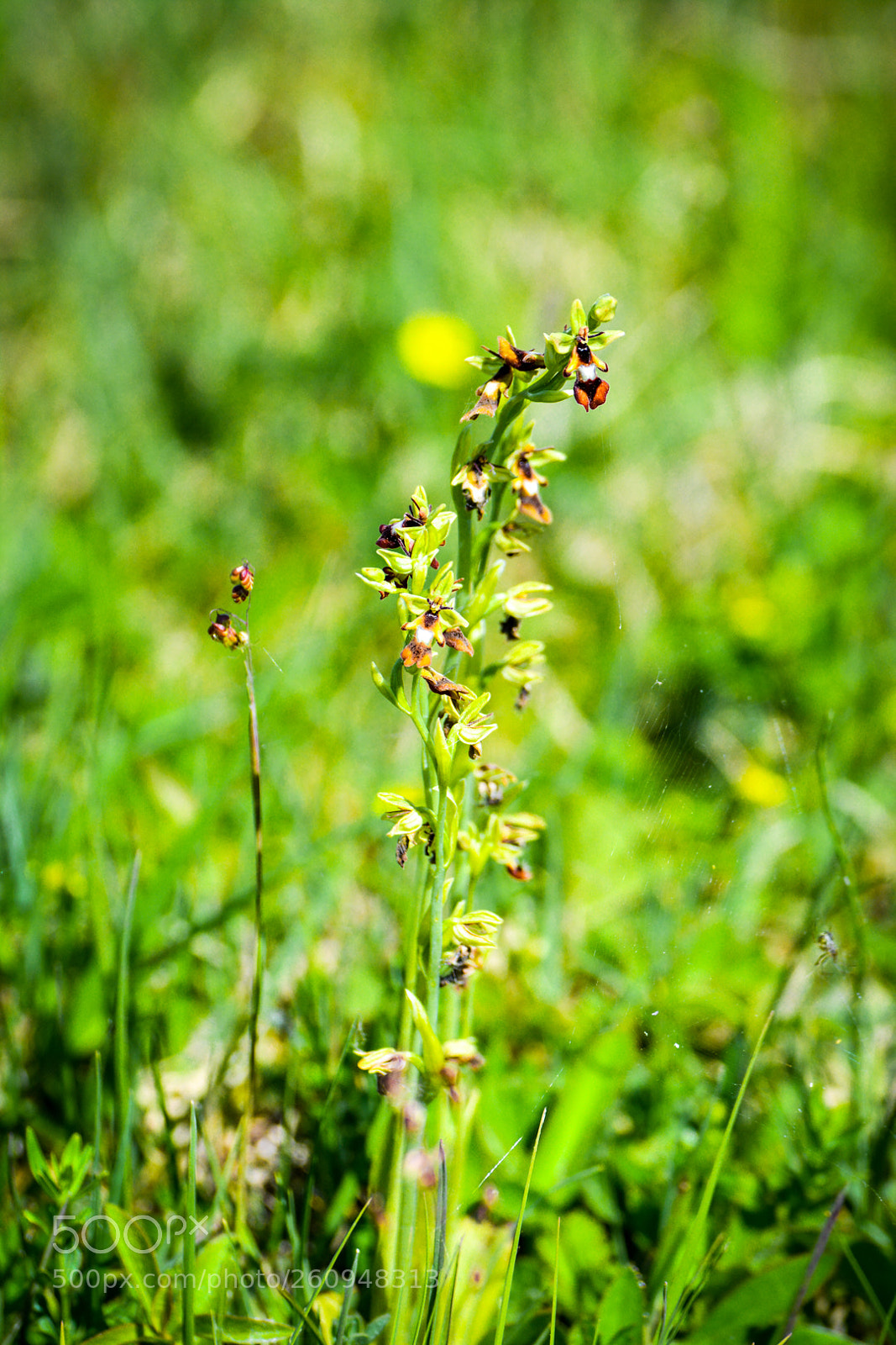 Nikon D5200 sample photo. Fly orchid. photography