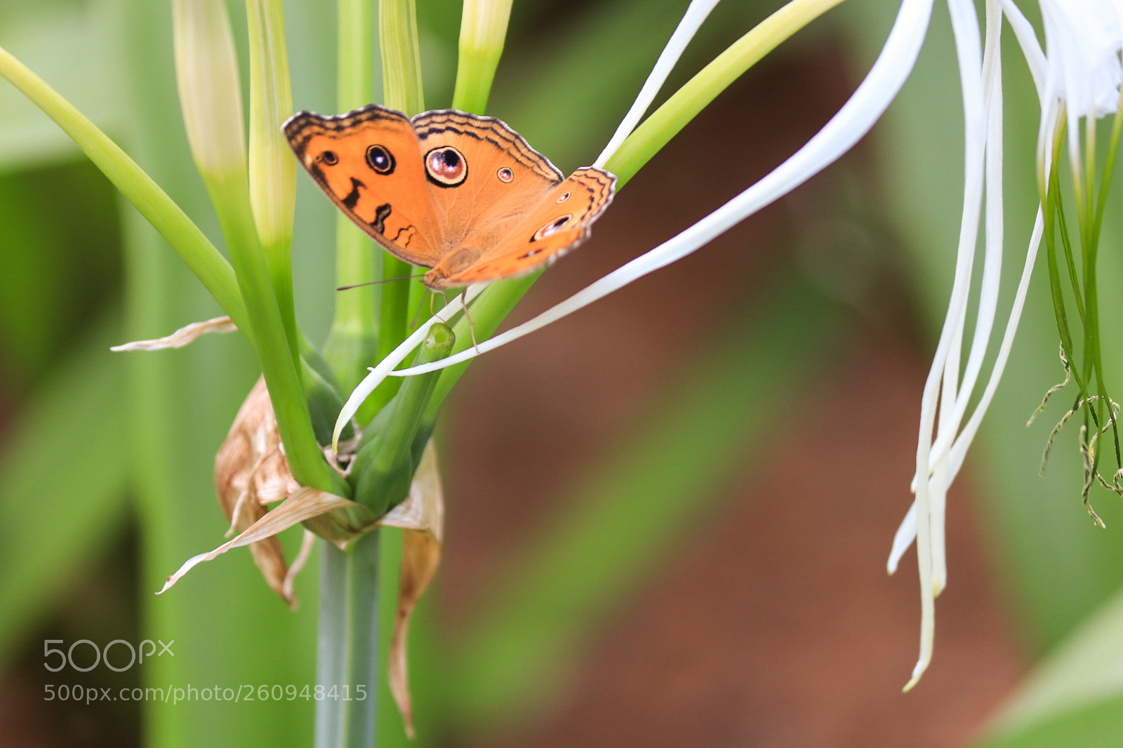 Canon EOS 80D sample photo. Untitled photography