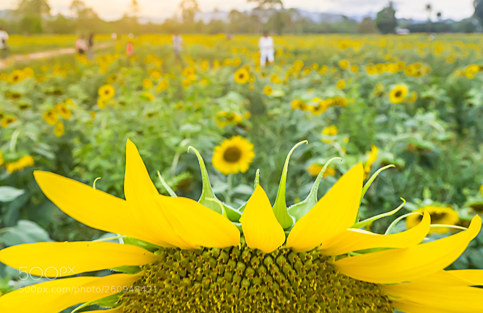 Olympus OM-D E-M10 II sample photo. Sunflower field blooming, sunflower photography