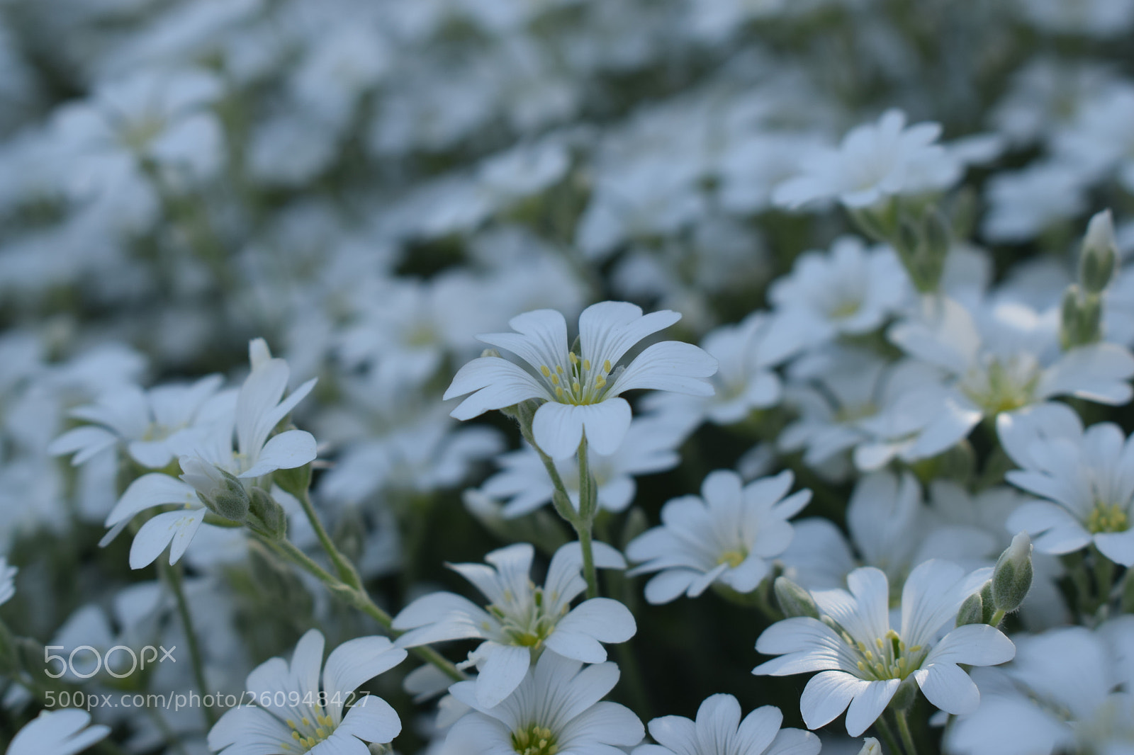 Nikon D3300 sample photo. Untitled photography