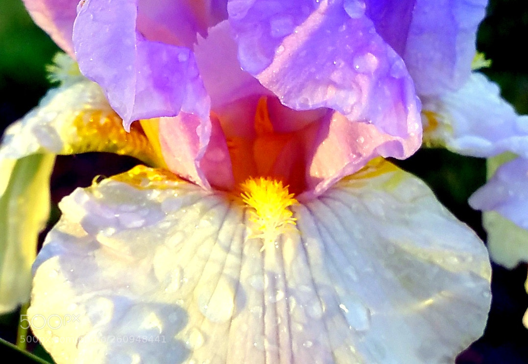 Samsung Galaxy Note4 sample photo. Morning iris photography