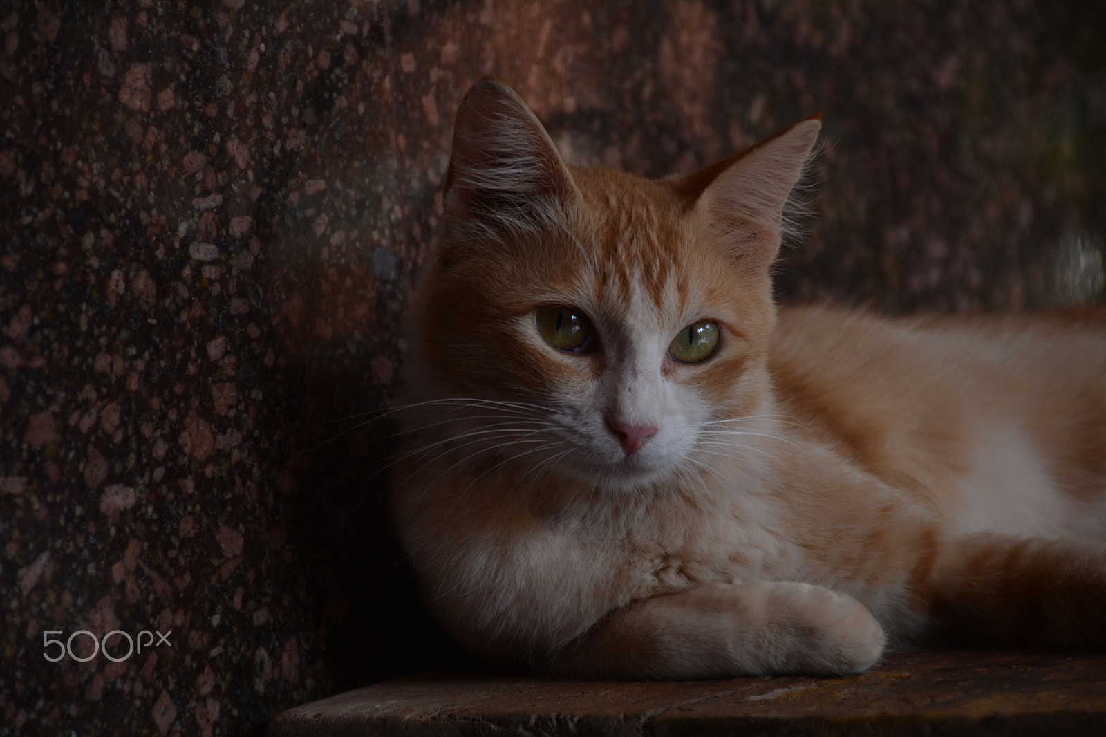Nikon D7100 sample photo. Cats eye photography