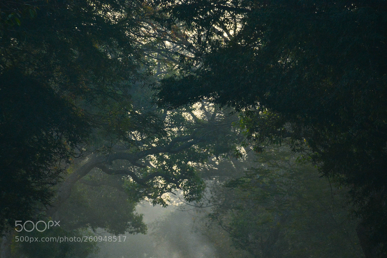 Nikon D7100 sample photo. Natural light photography