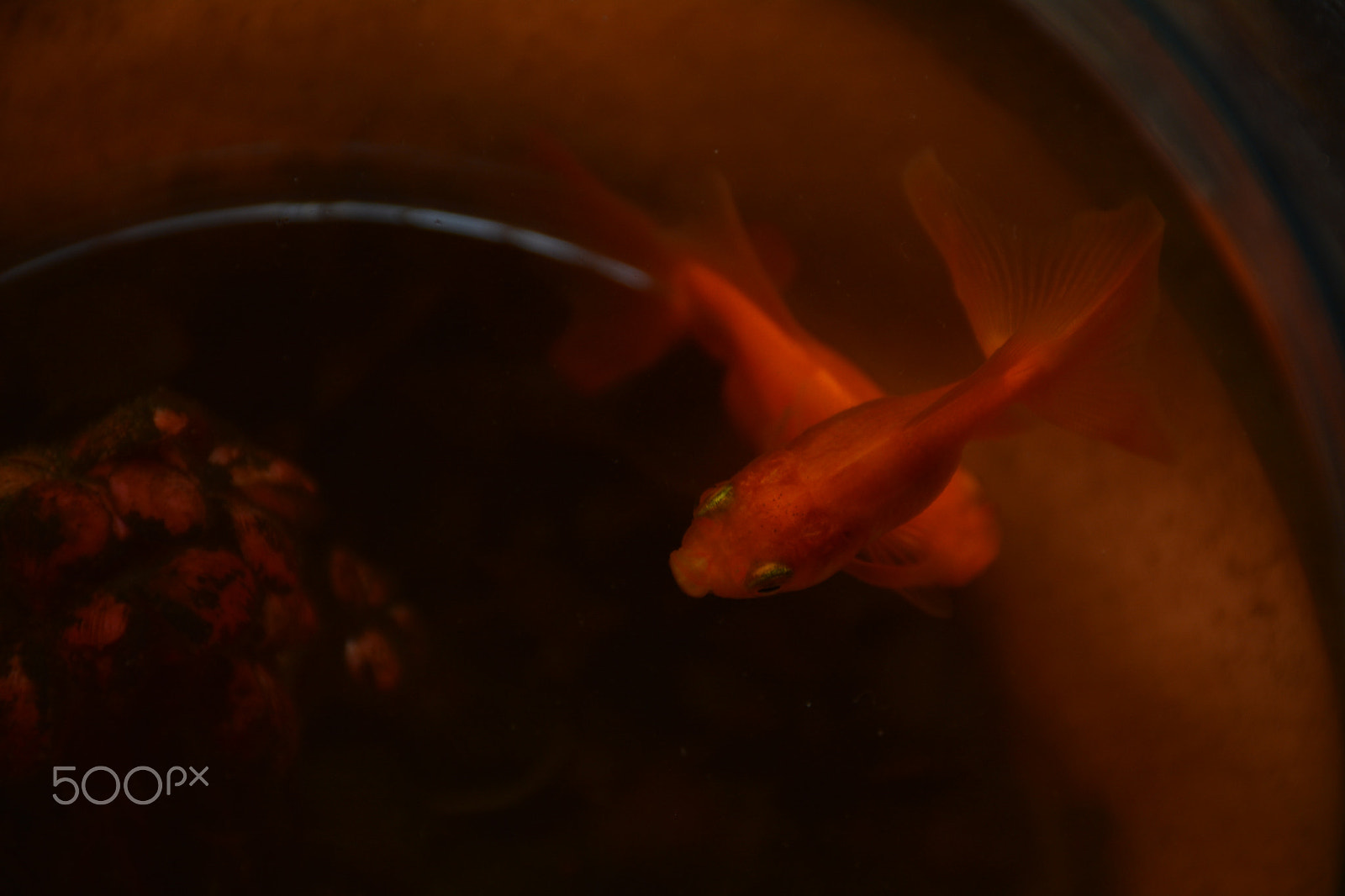 Nikon D7100 sample photo. Something fishy photography