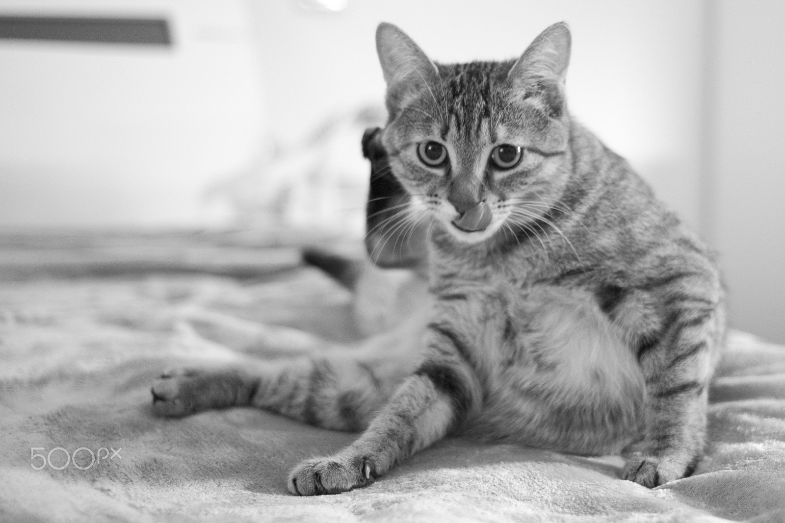 Leica M Monochrom (Typ 246) sample photo. Cat on the parallel bars photography