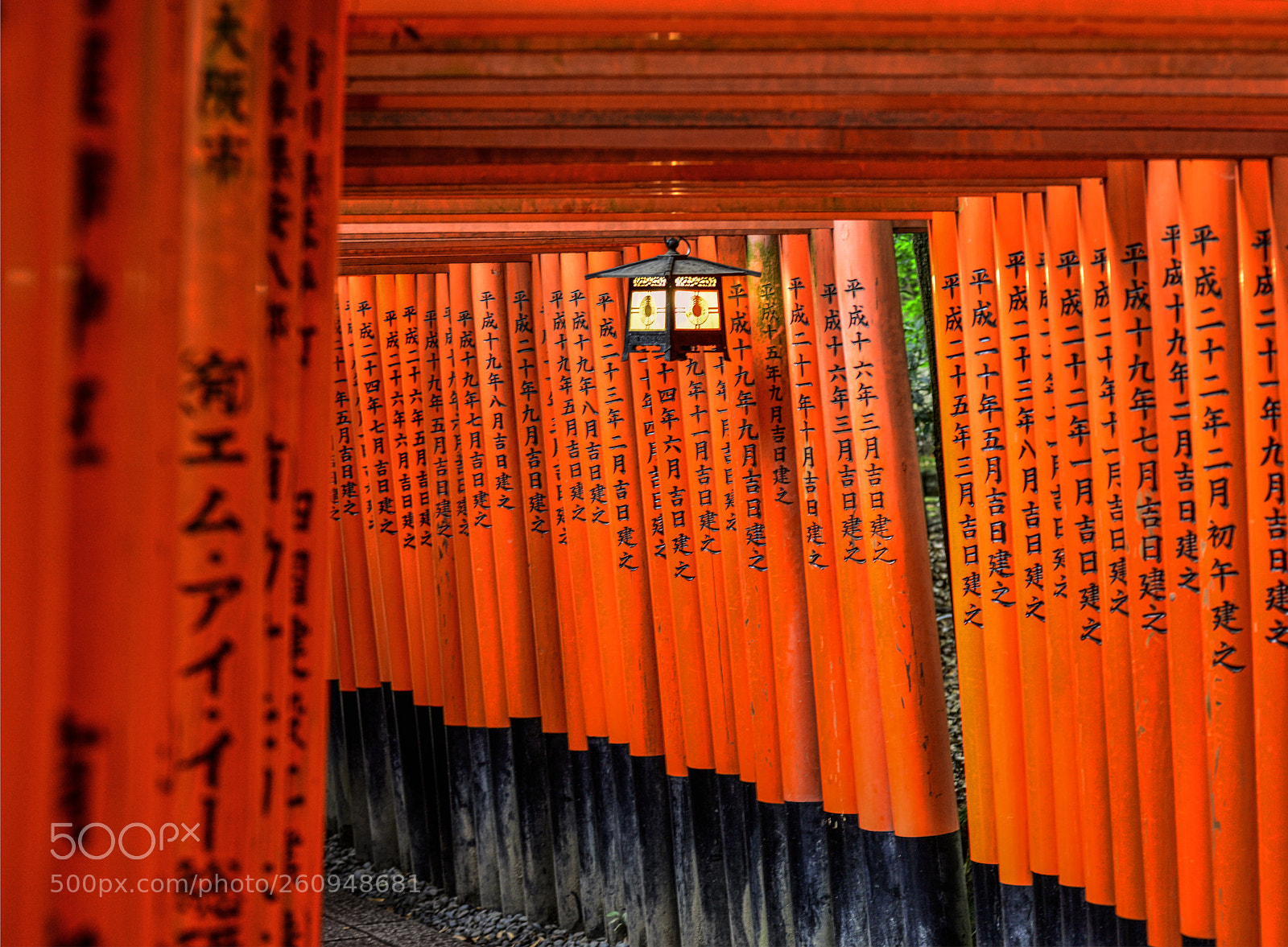Nikon D800 sample photo. Tori,tori,tori... photography