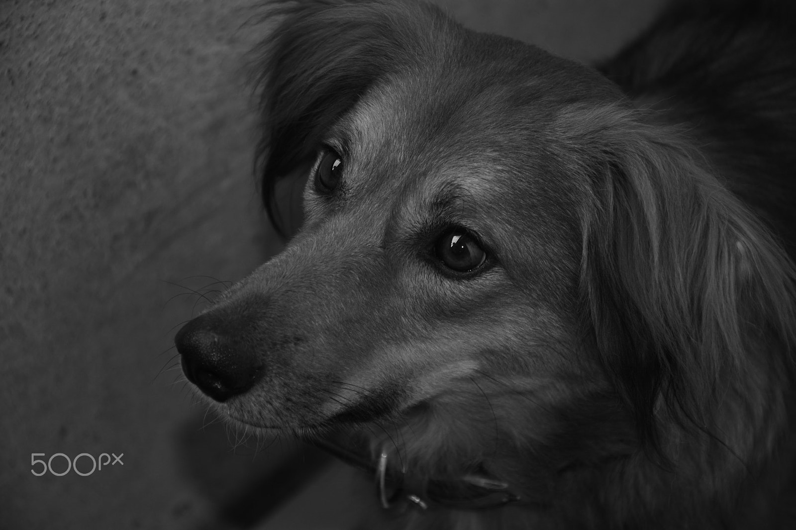Nikon D7100 sample photo. Loyal friend photography