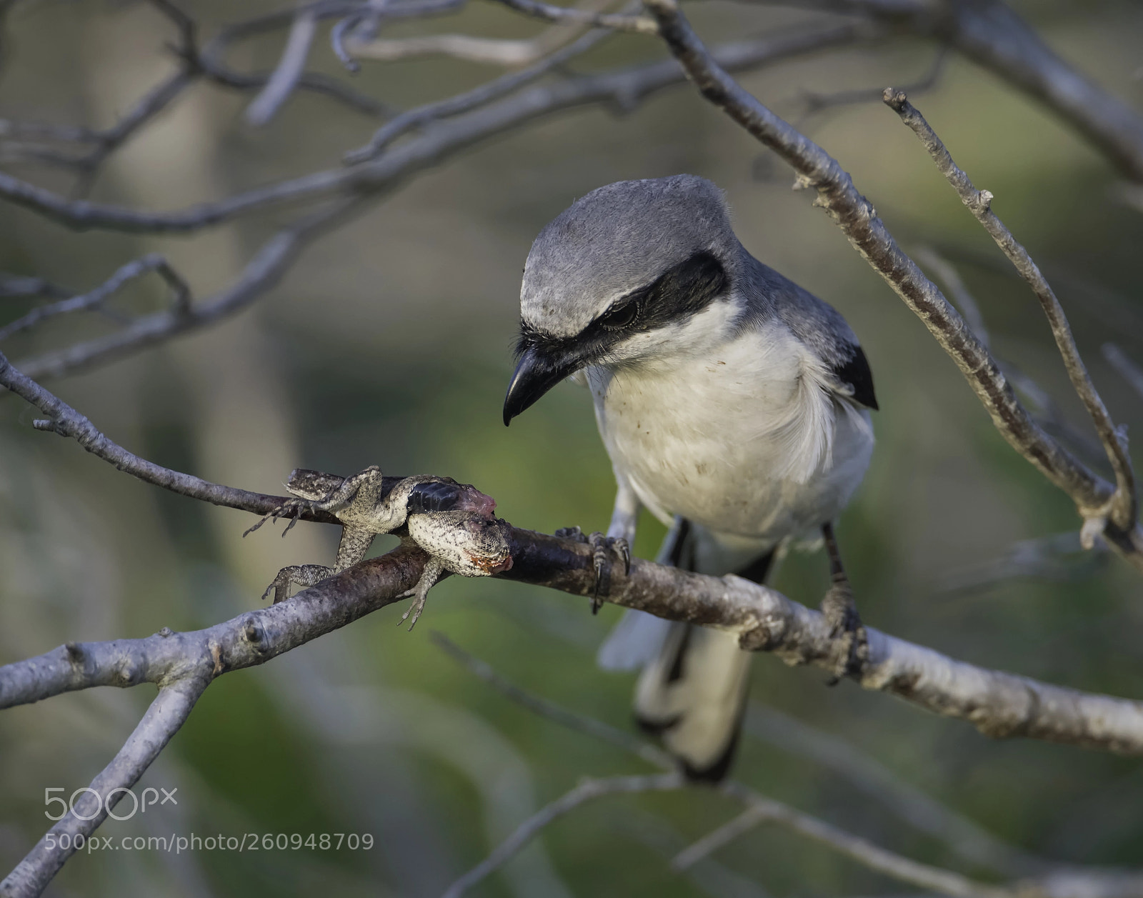 Nikon D850 sample photo. Loggerhead shrike with lizard photography