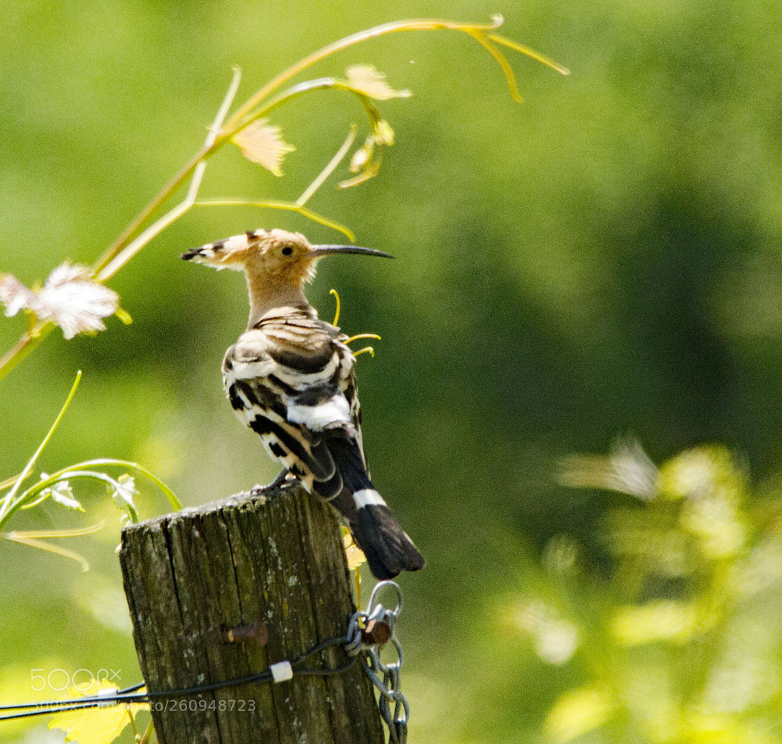 Canon EOS 7D sample photo. [wiedehopf photography