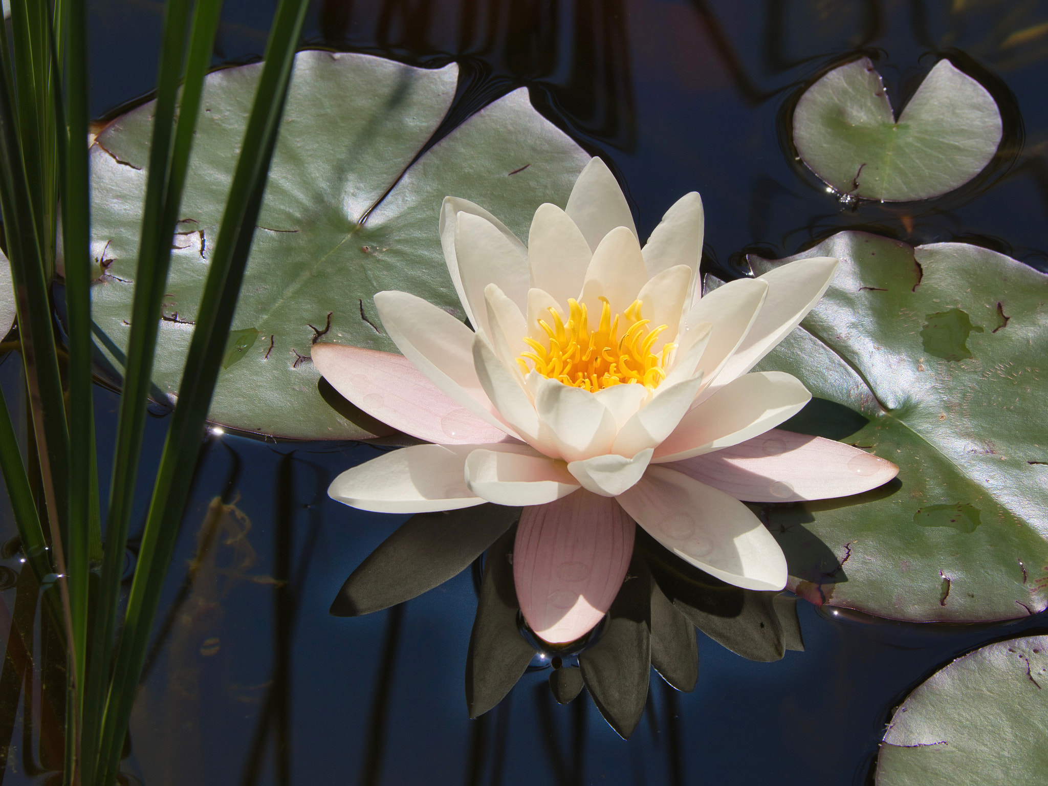 Olympus PEN-F sample photo. Water lily photography