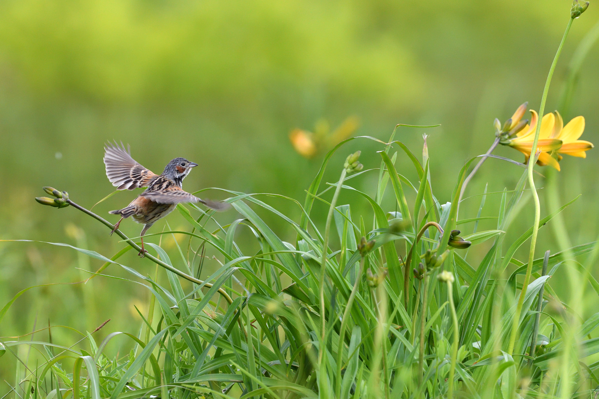 Nikon D500 sample photo. Grey headed bunting photography