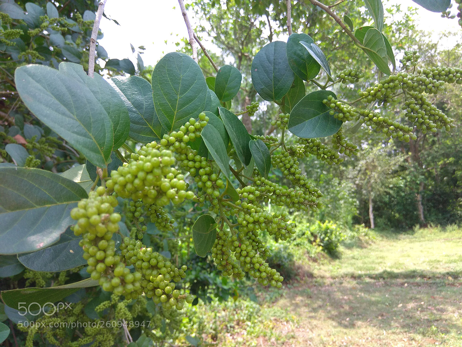 Xiaomi Redmi Note 4 sample photo. Untitled photography