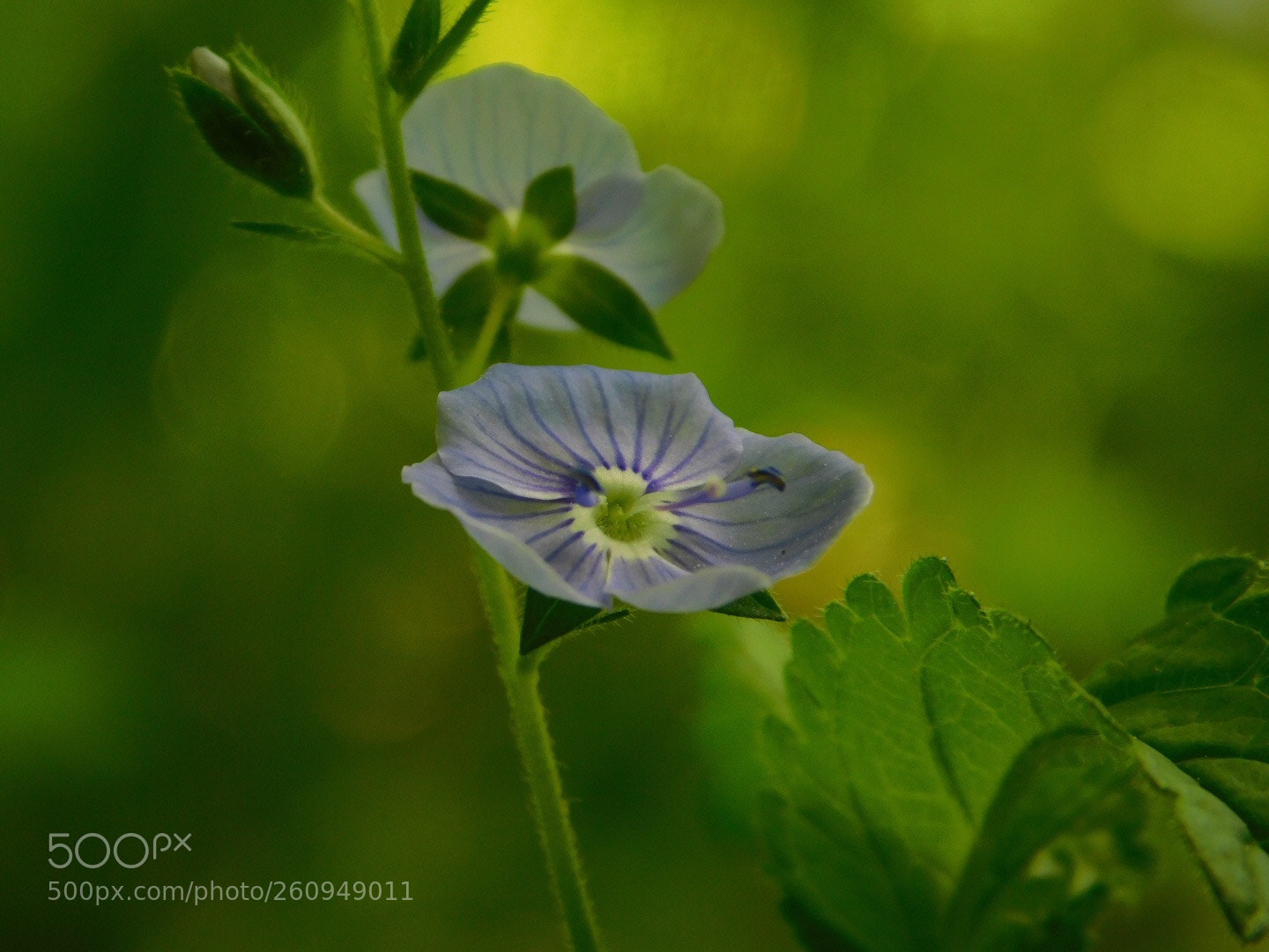 Nikon Coolpix B500 sample photo. Wildflower  photography