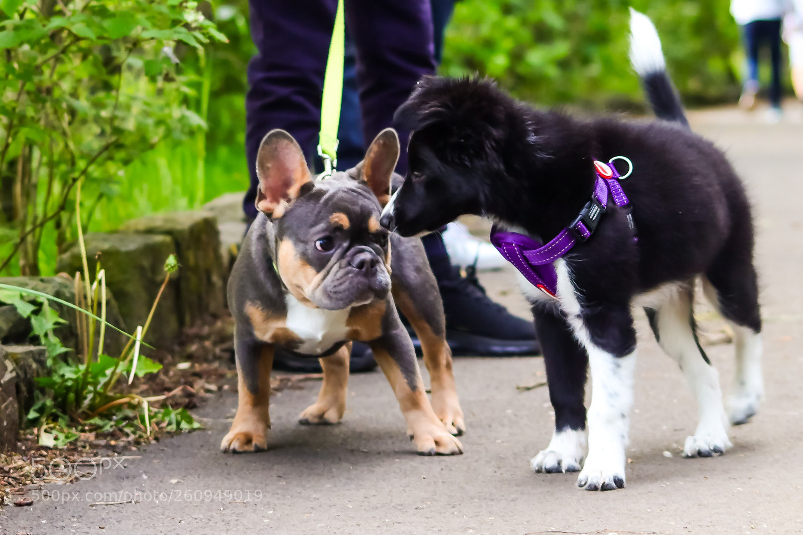 Canon EOS 77D (EOS 9000D / EOS 770D) sample photo. Puppies for days! photography