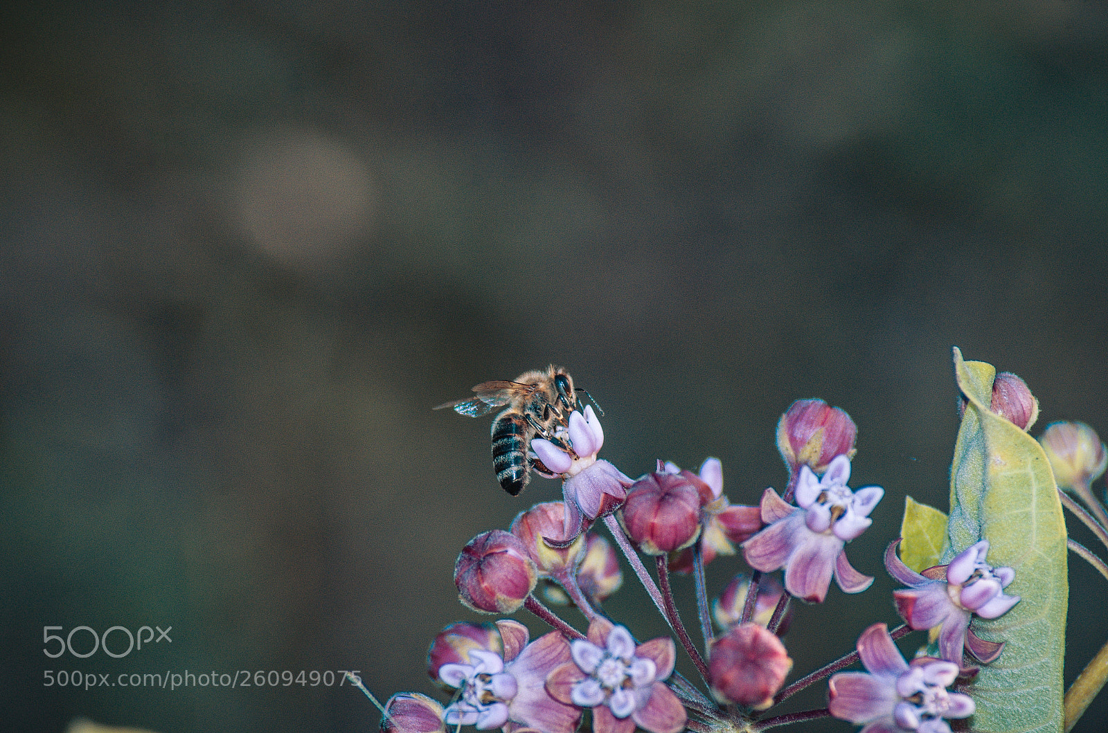 Pentax K-30 sample photo. On the top photography