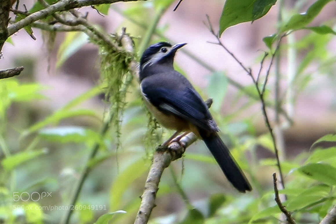 Canon EOS 70D sample photo. White eared sibia photography