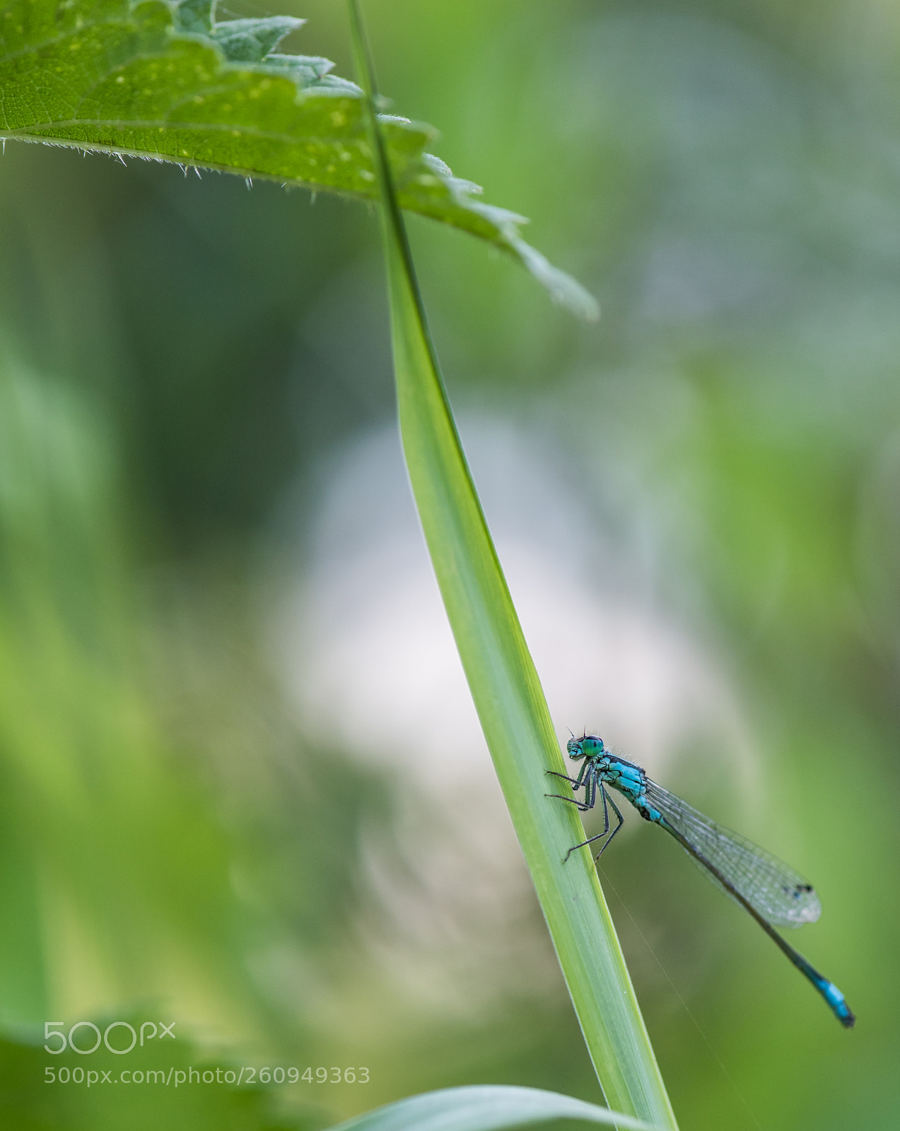 Nikon D810 sample photo. Climber photography