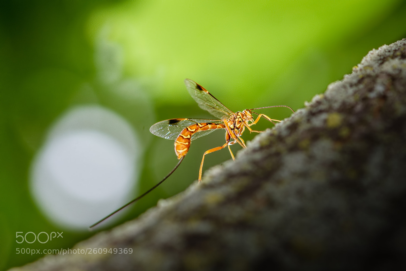 Nikon D7100 sample photo. Ichneumon wasp photography