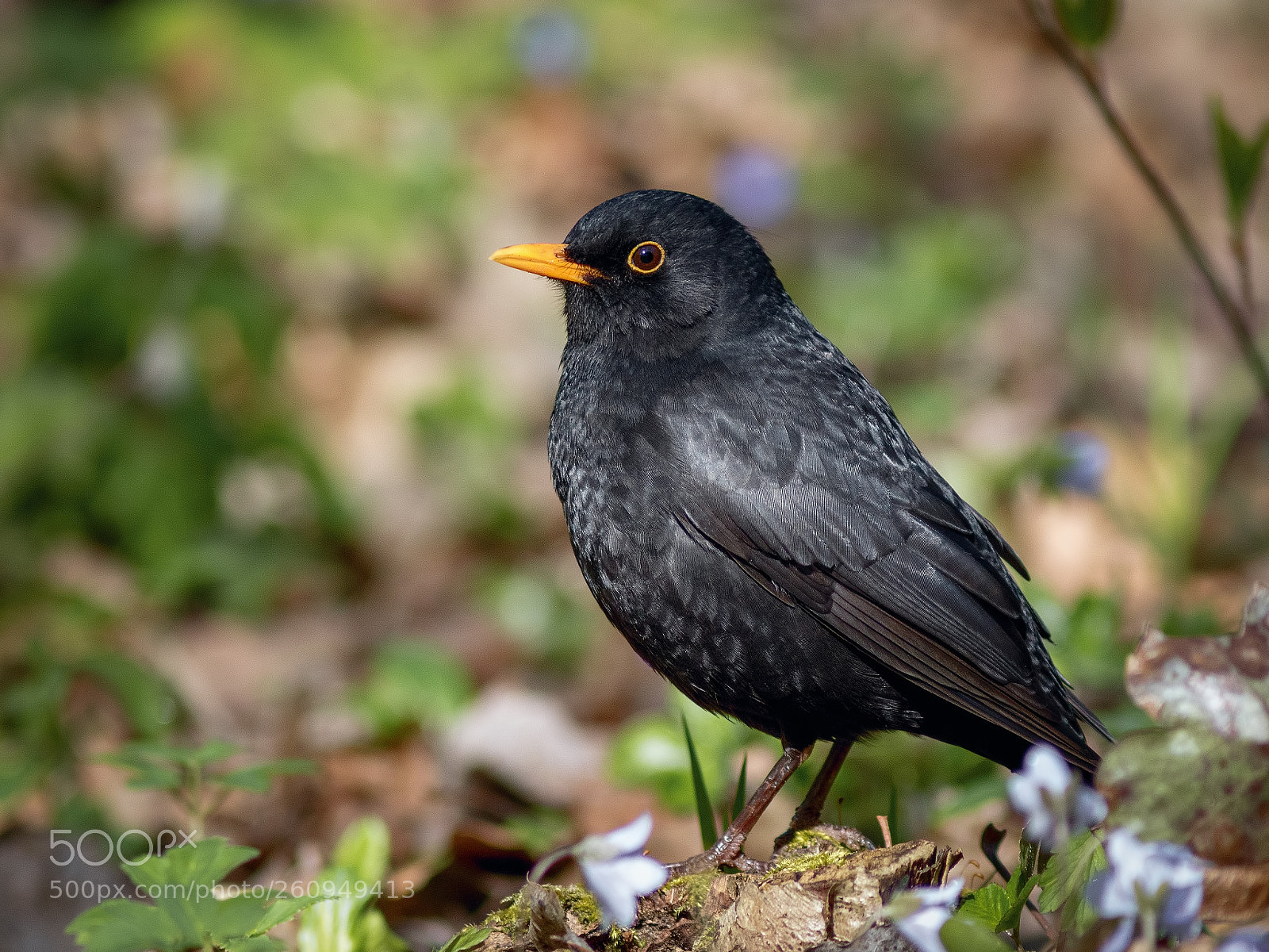 Canon EOS 7D Mark II sample photo. Blackbird photography