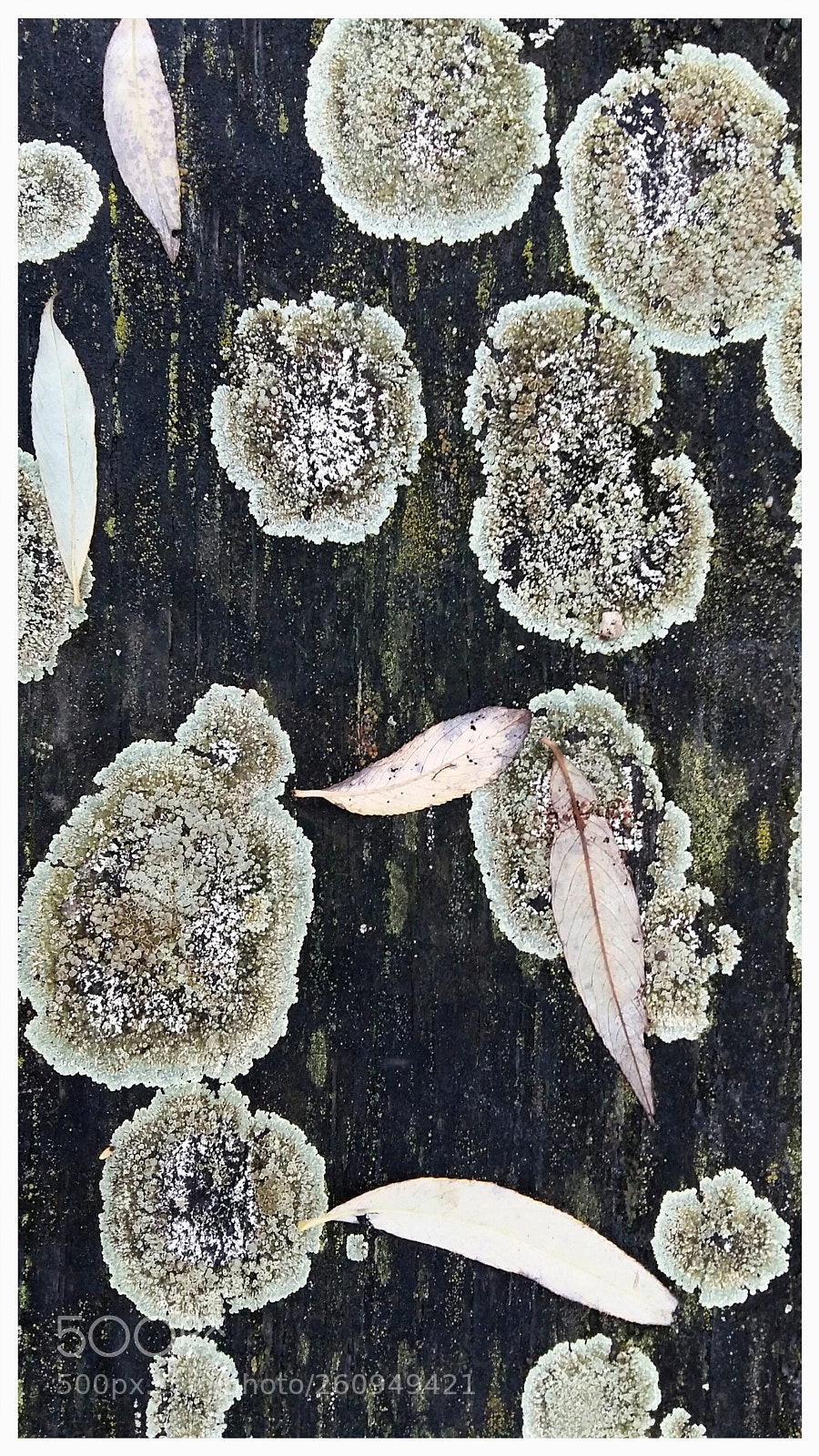 Samsung Galaxy A5 sample photo. Moss on a tree photography