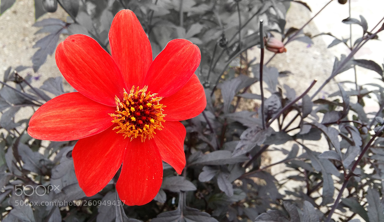 Samsung Galaxy A5 sample photo. Red flower, black leaves photography