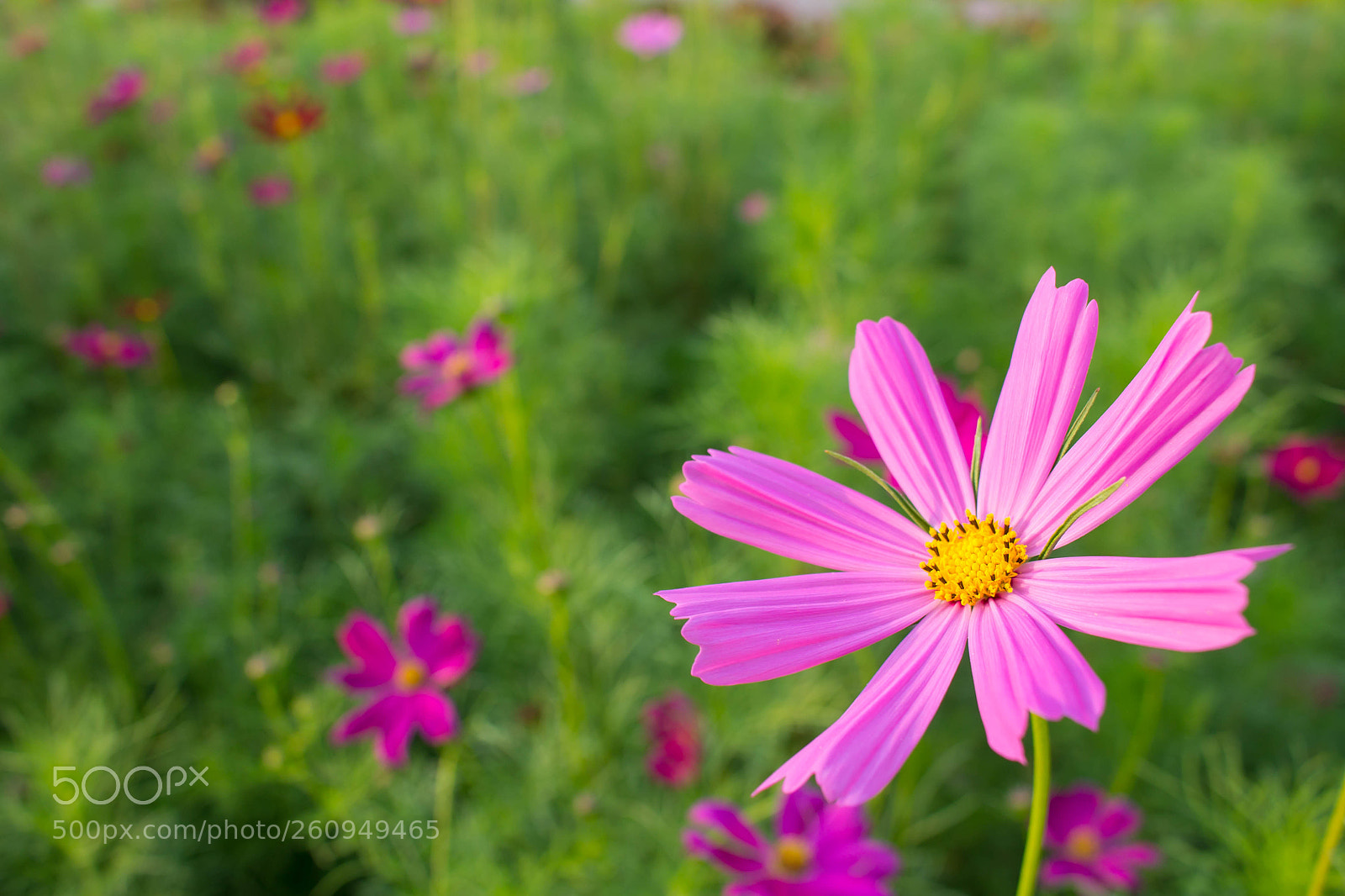 Canon EOS 1100D (EOS Rebel T3 / EOS Kiss X50) sample photo. Blur blooming pink cosmos photography