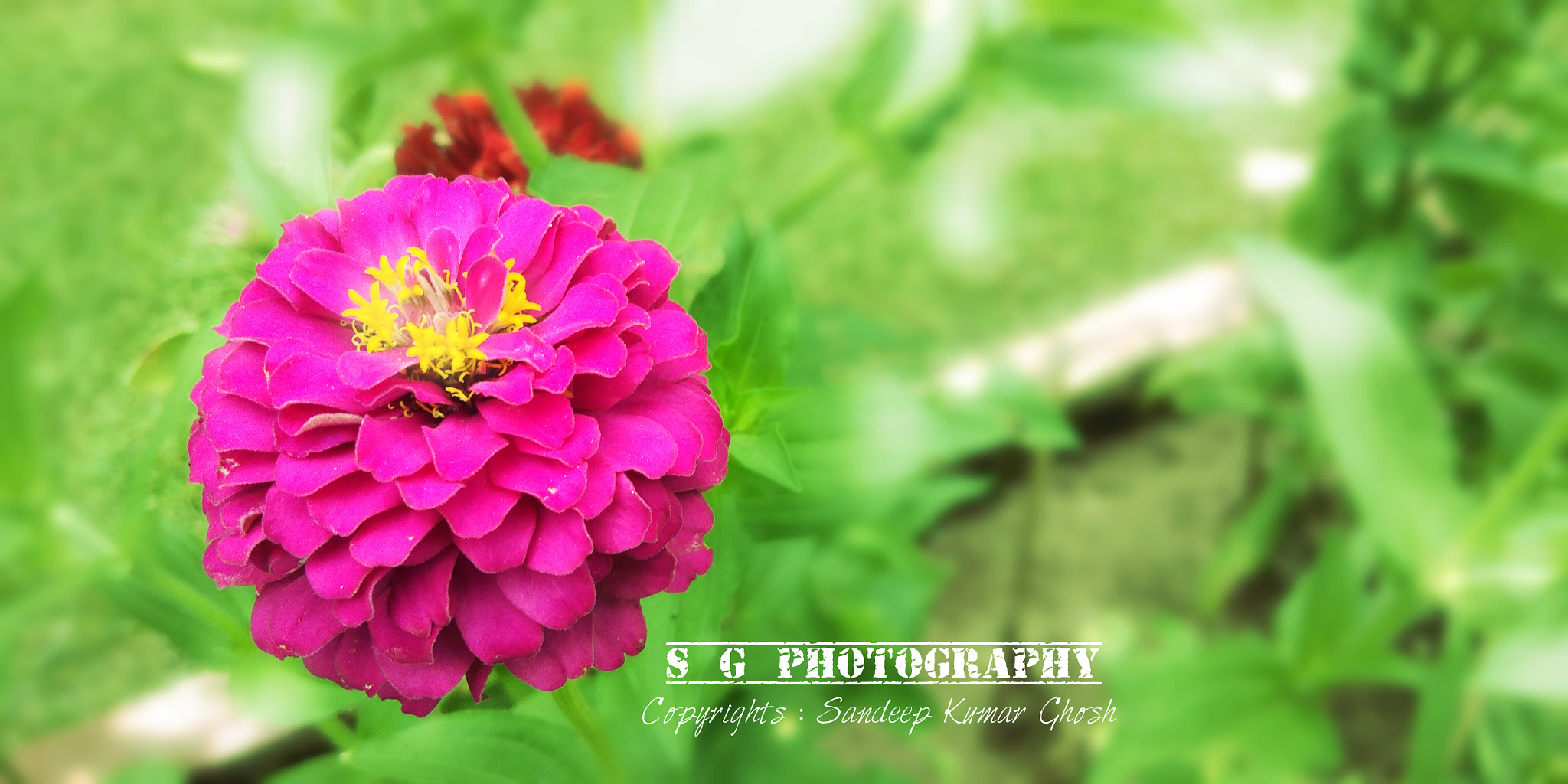 vivo 1718 sample photo. Flower photography