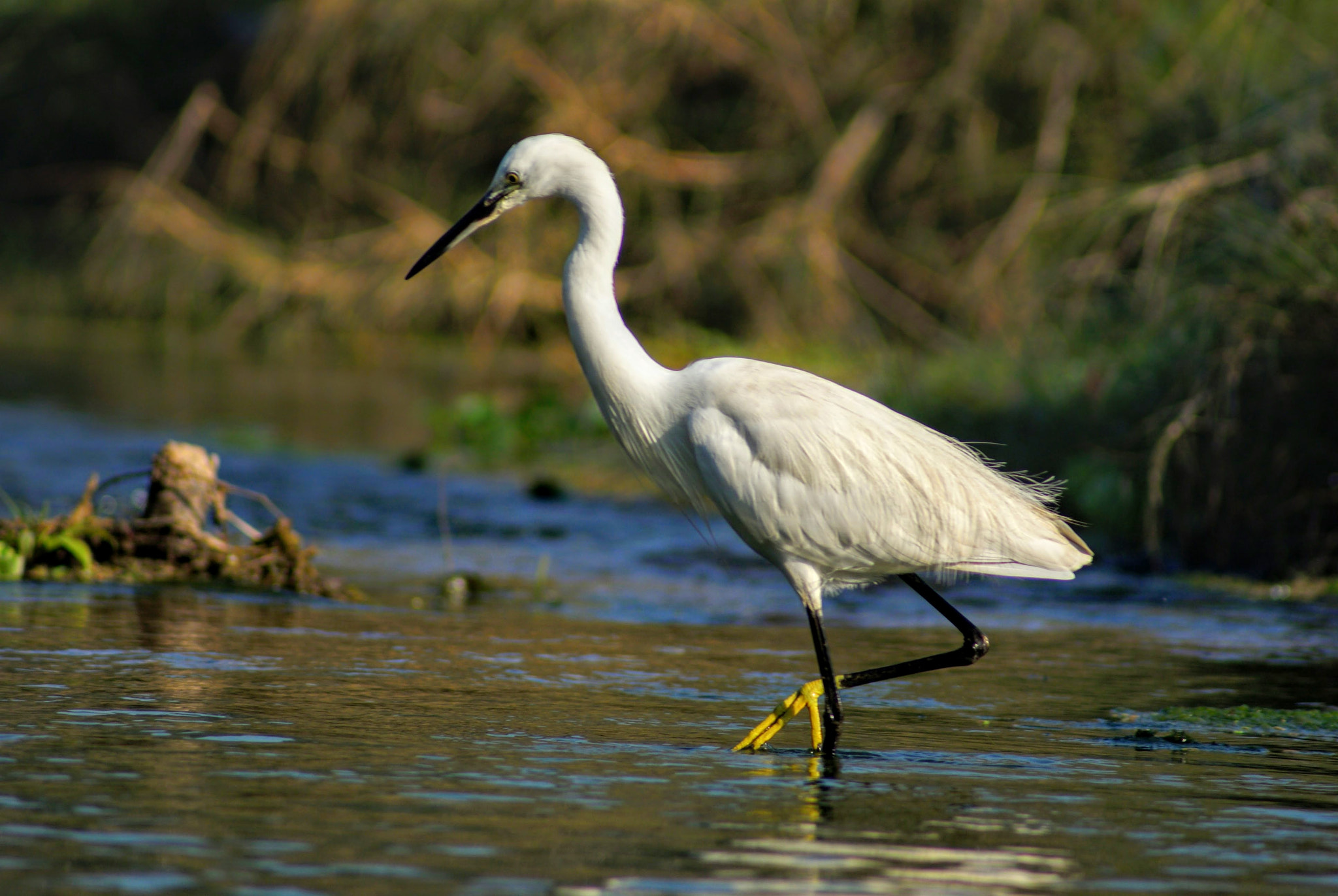 Sony Alpha DSLR-A200 sample photo. Crane in water photography