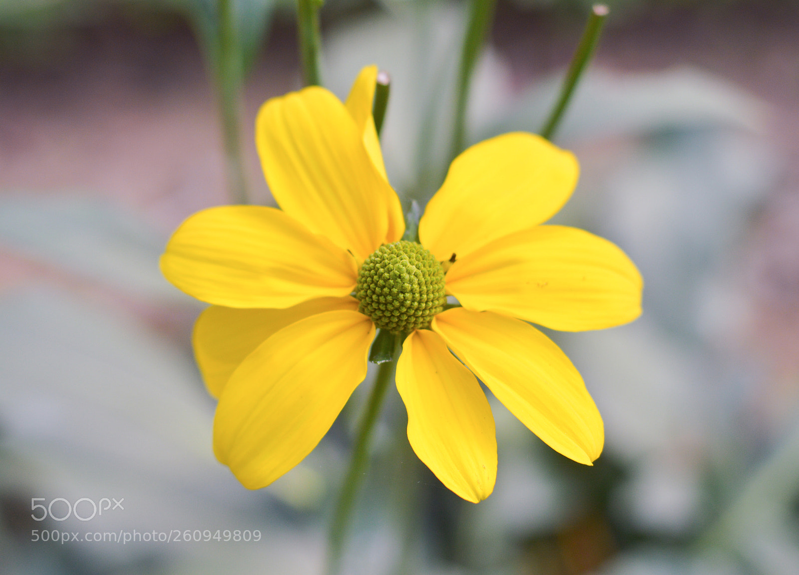 Nikon D3200 sample photo. Bloom photography
