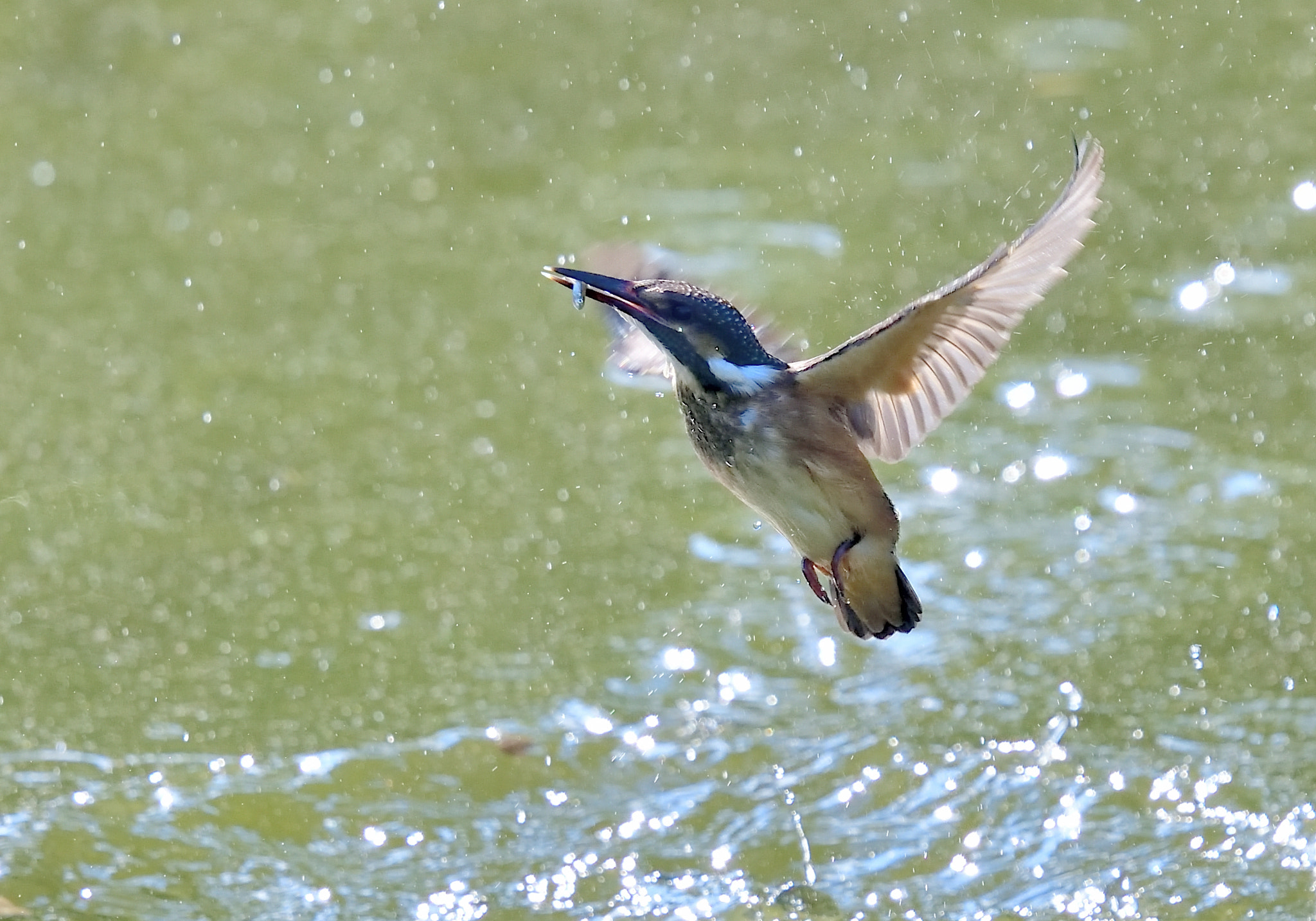 Nikon Nikkor AF-S 300mm F4E PF ED VR sample photo. Young kingfisher　翡翠　雛 photography