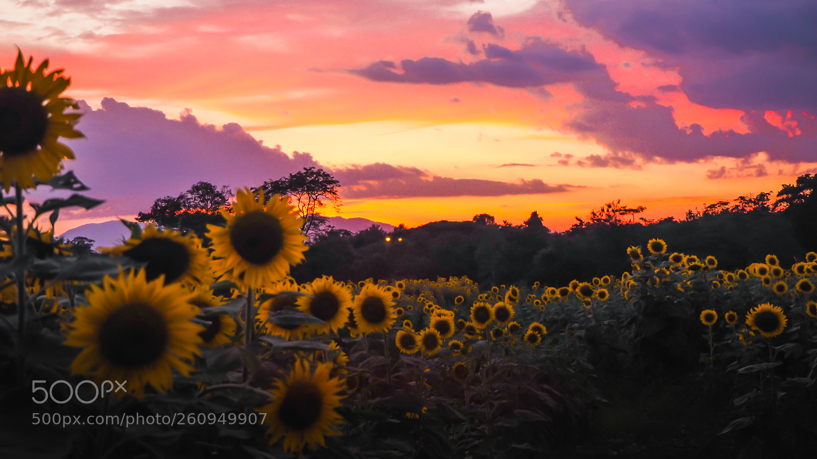 Olympus OM-D E-M10 II sample photo. Twilight at sunflower fields. photography