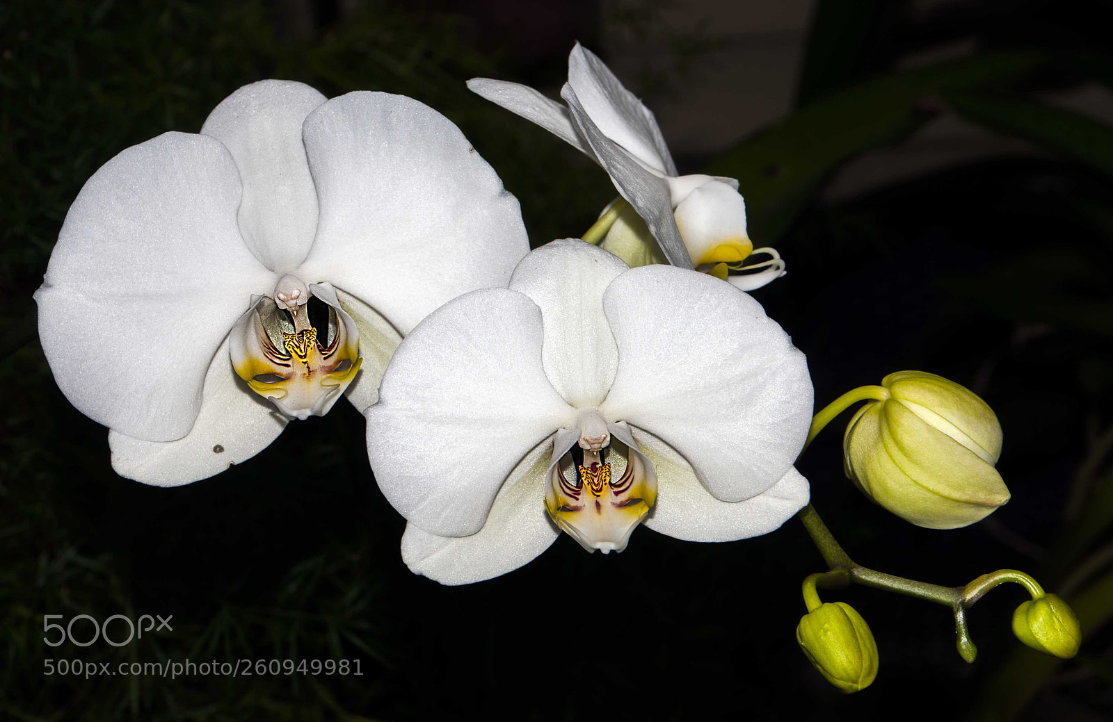 Nikon D300 sample photo. Orchid's delight photography