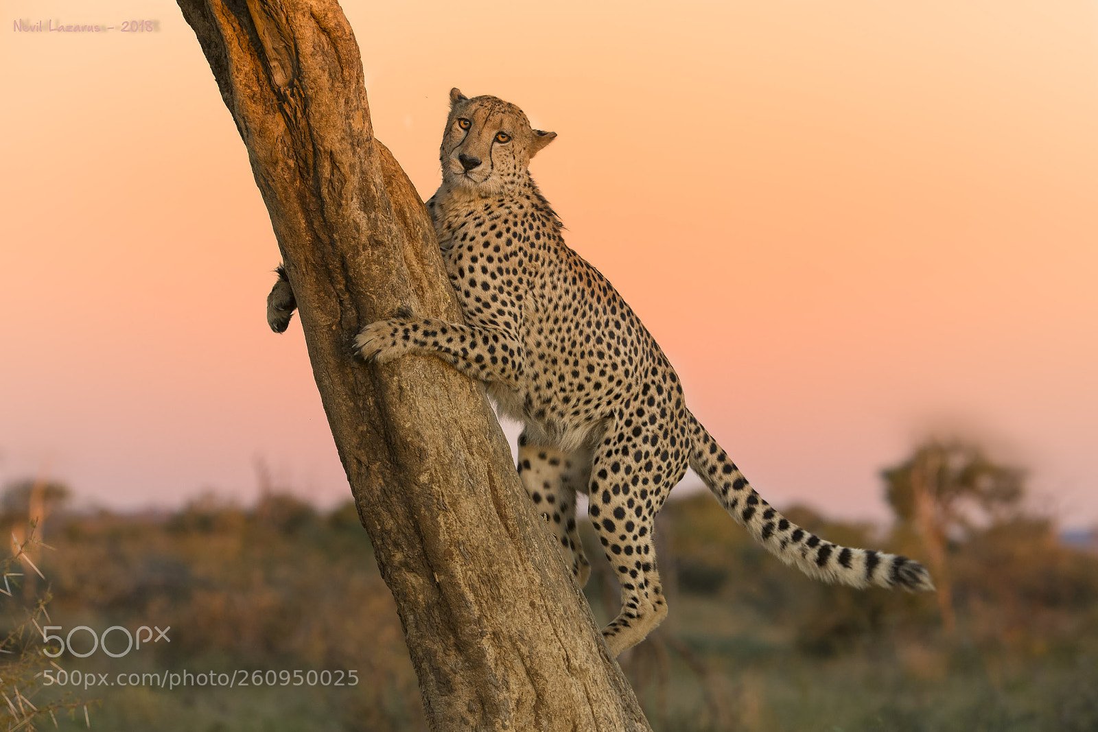 Canon EOS-1D X sample photo. Cheetah in tree photography