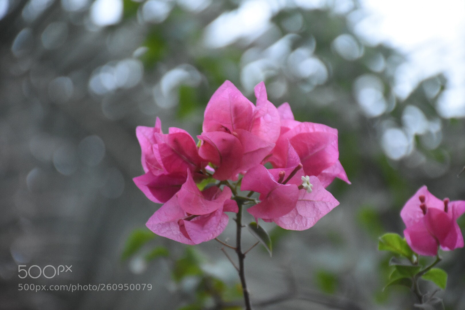 Nikon D7200 sample photo. Untitled photography