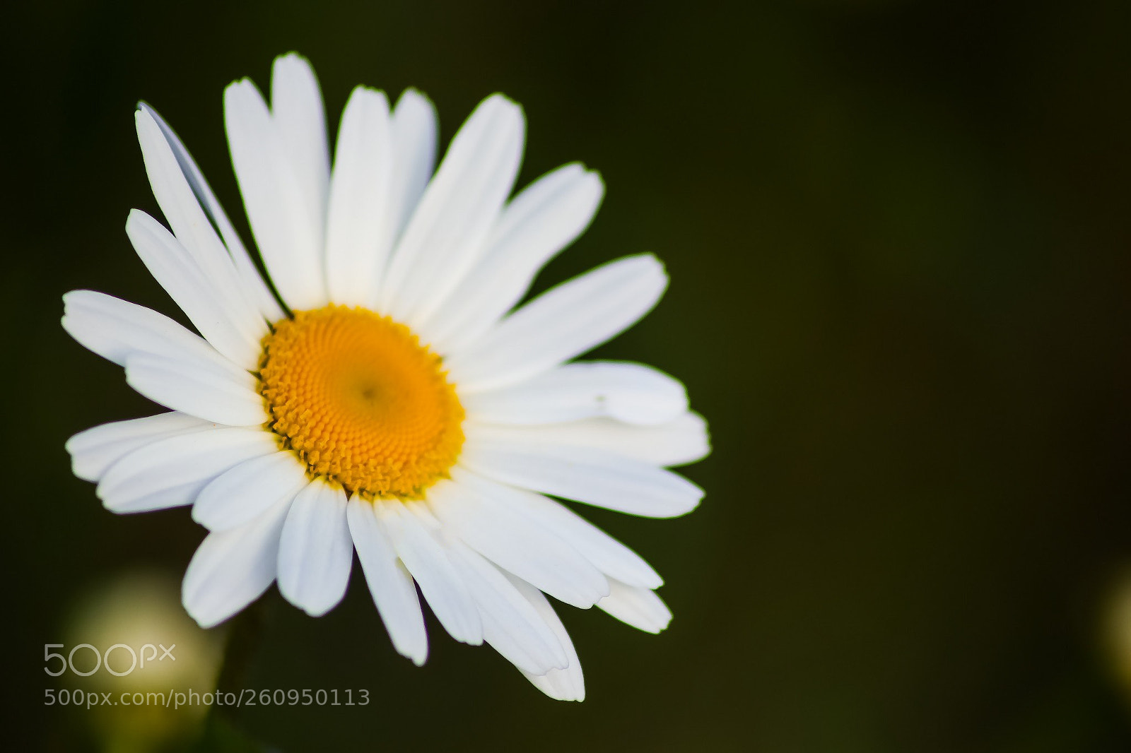 Canon EOS 77D (EOS 9000D / EOS 770D) sample photo. Macro daisy photography