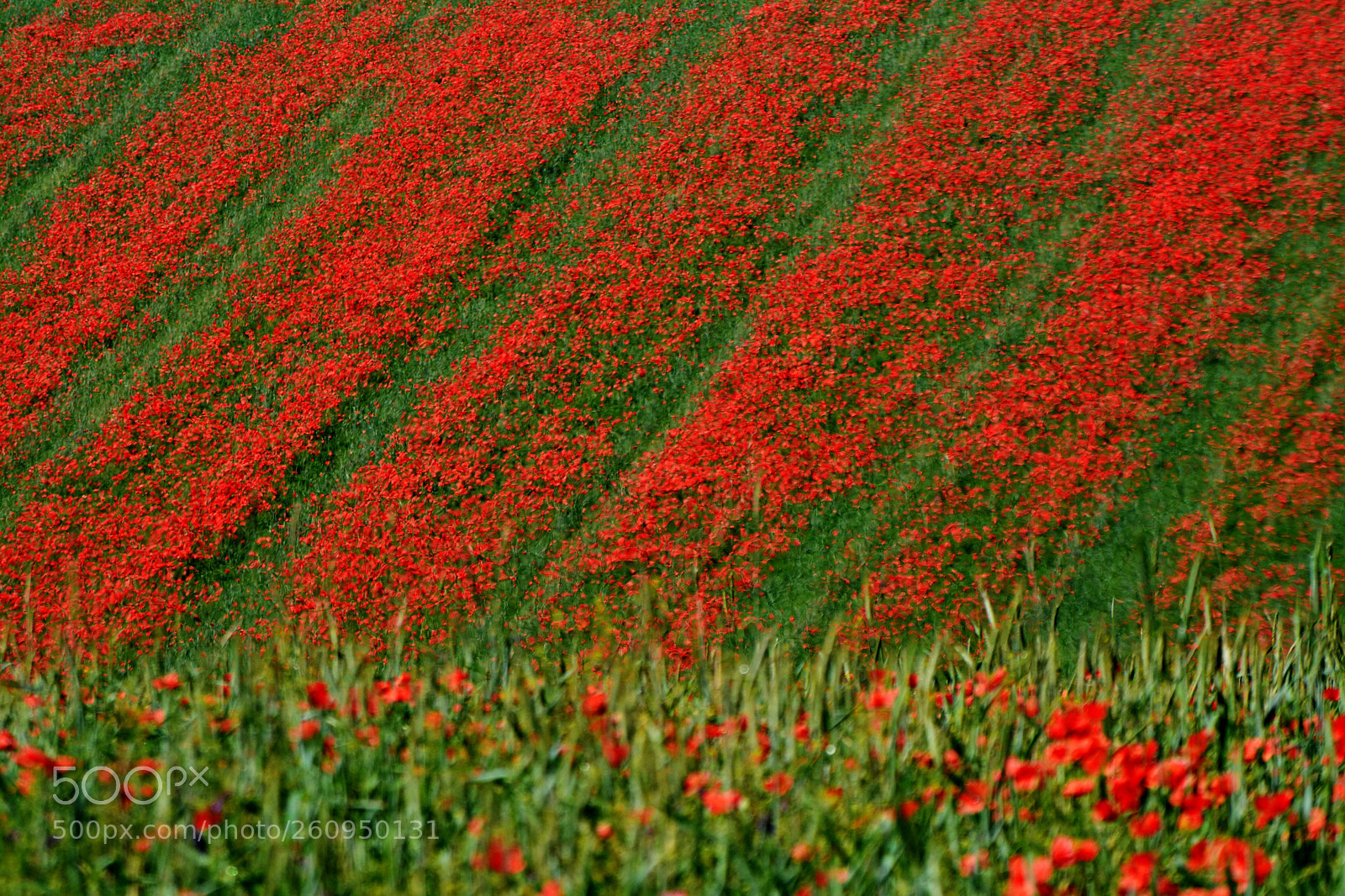 Nikon D7100 sample photo. Poppies photography